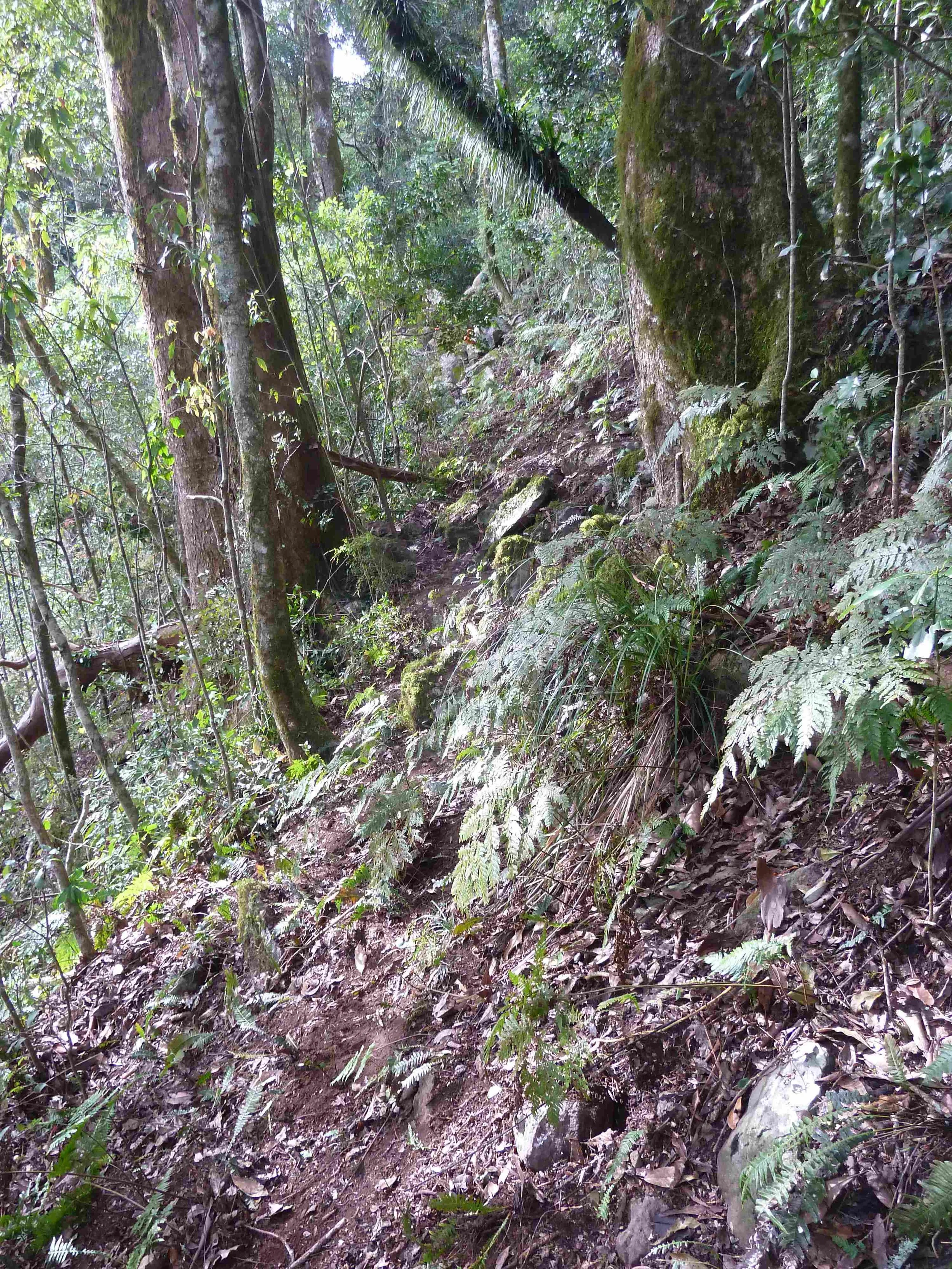 P1020837 landslip bypass, Mt Cordeaux, 2014, before 5 .JPG