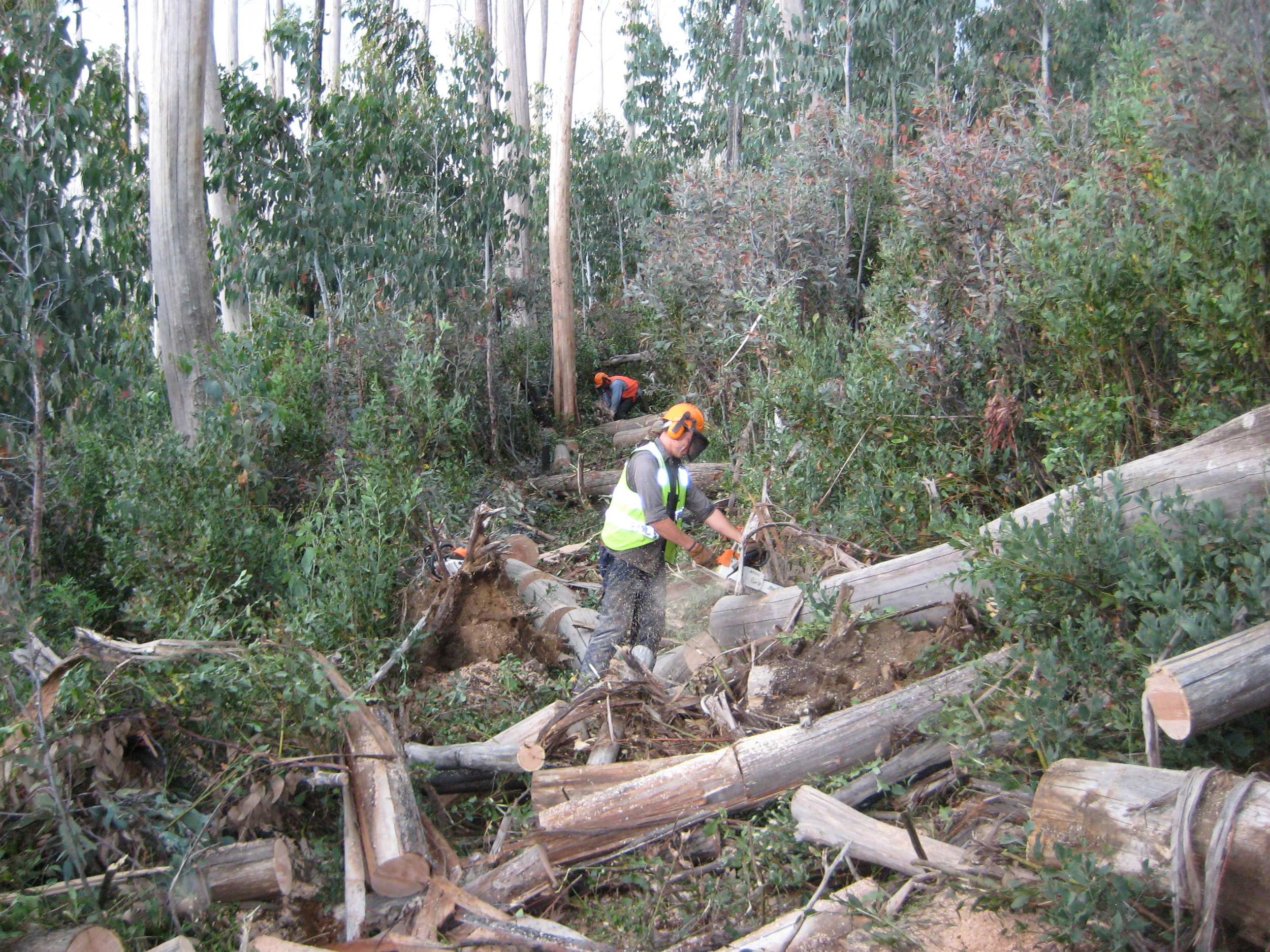  Removing fallen trees 