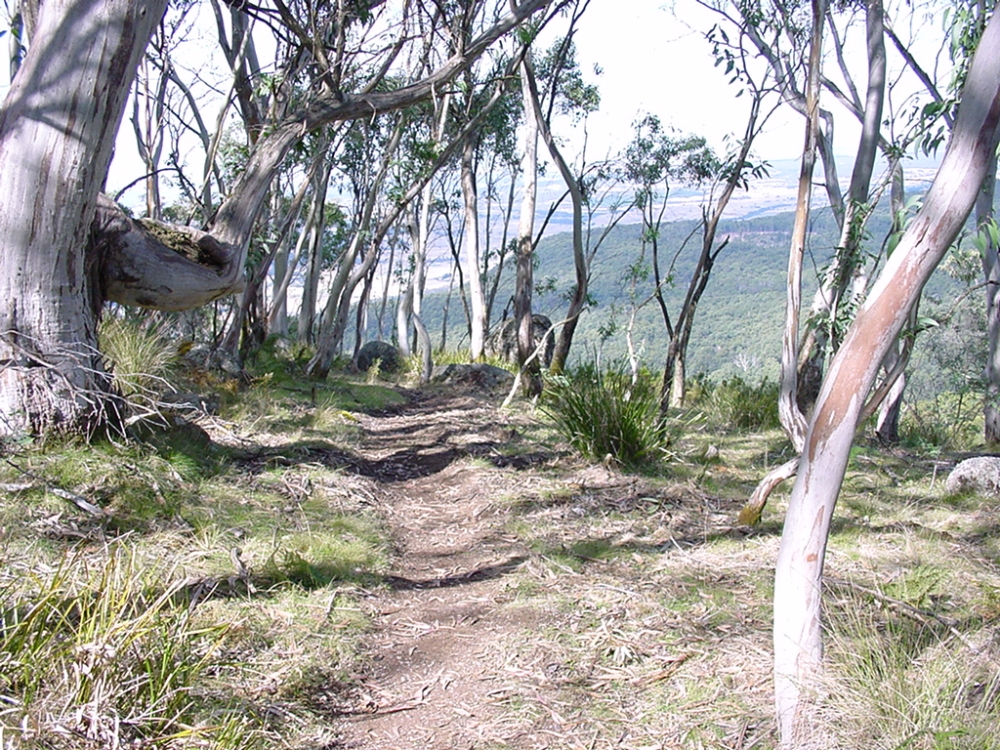 Beeripmo_trackinsubalpineforest.jpg