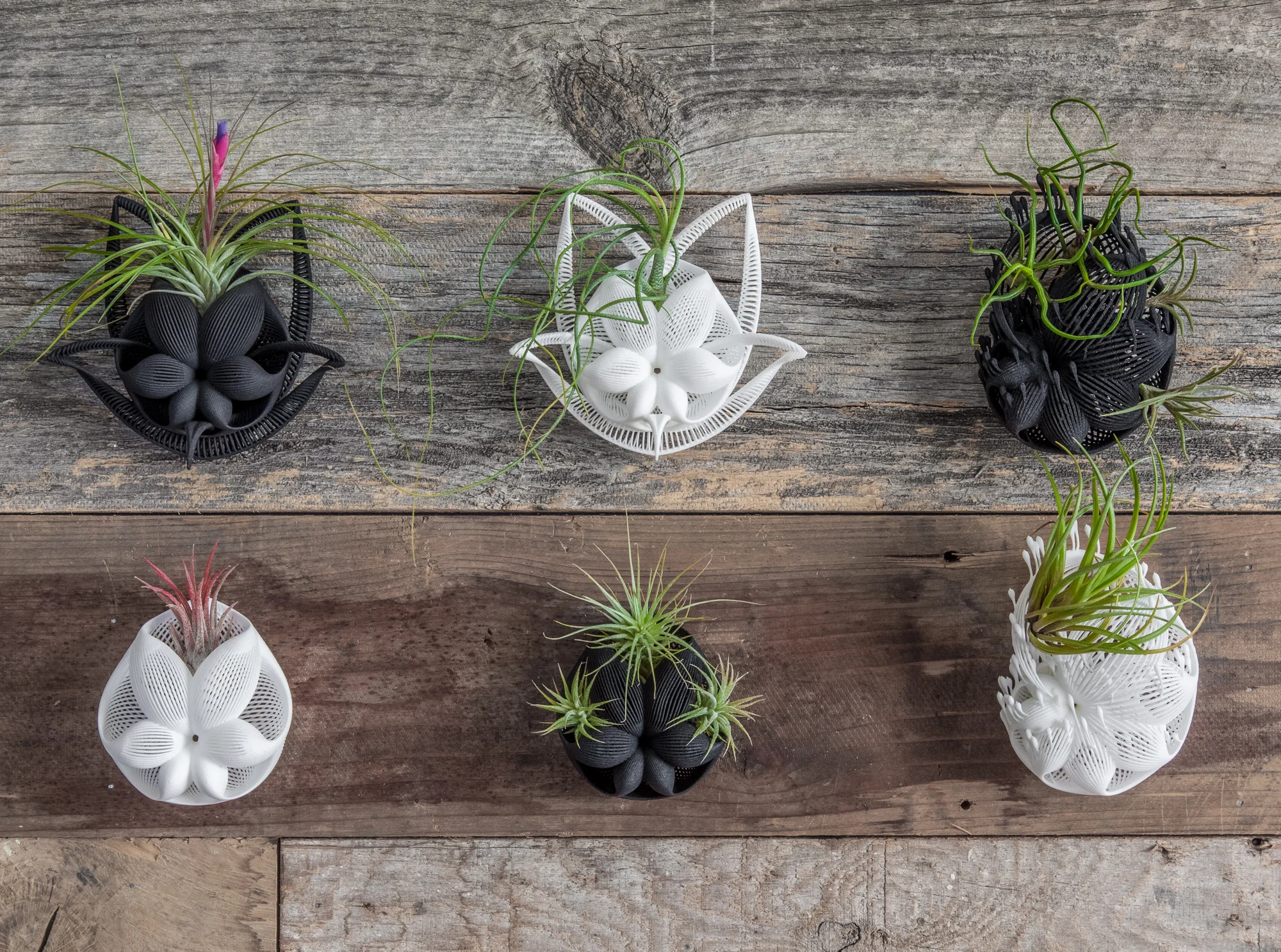 Bulbophyllum - Wall Flat.jpg