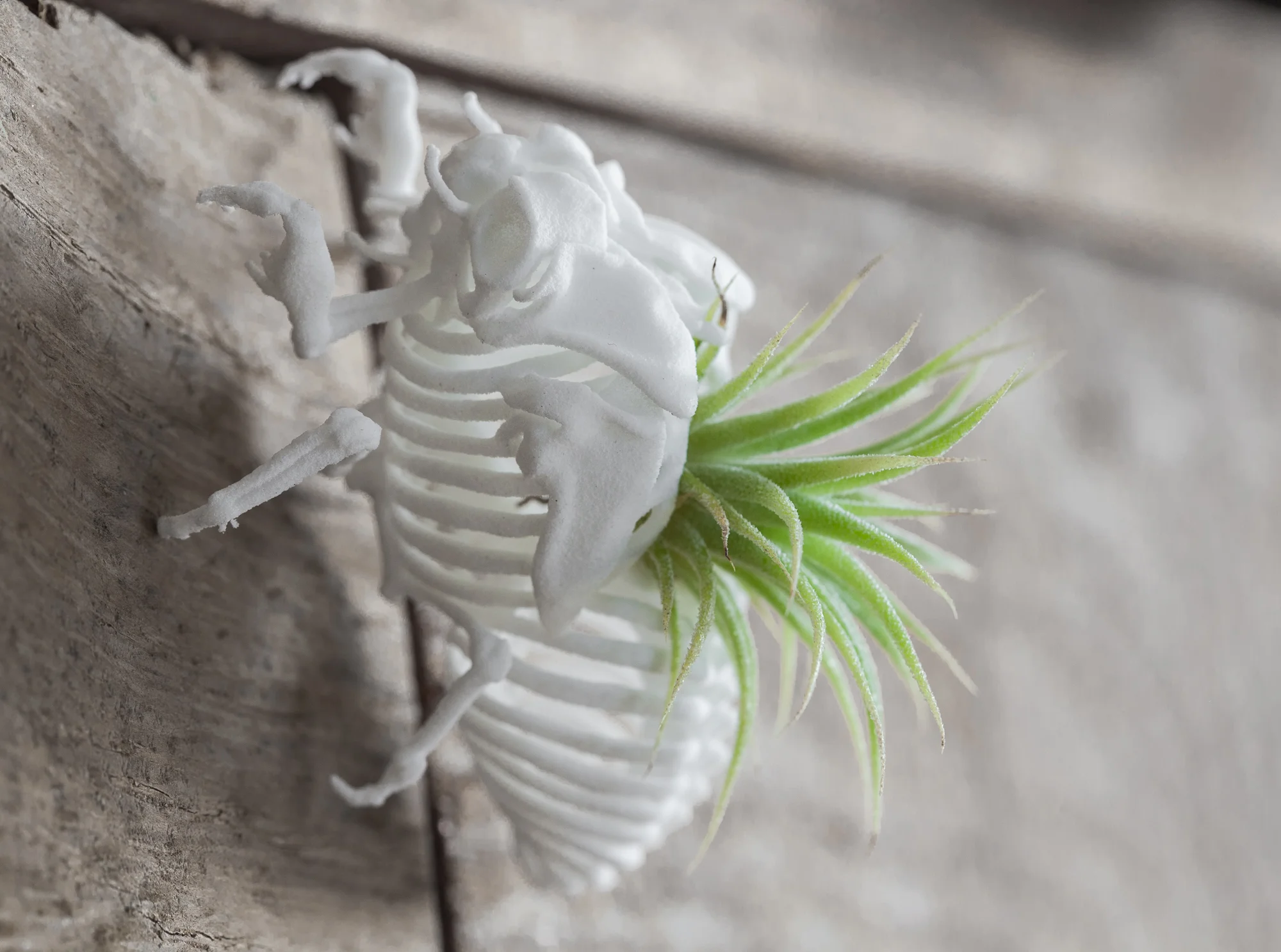 Cicada Nymph Skeleton - White - Wall Plant.jpg