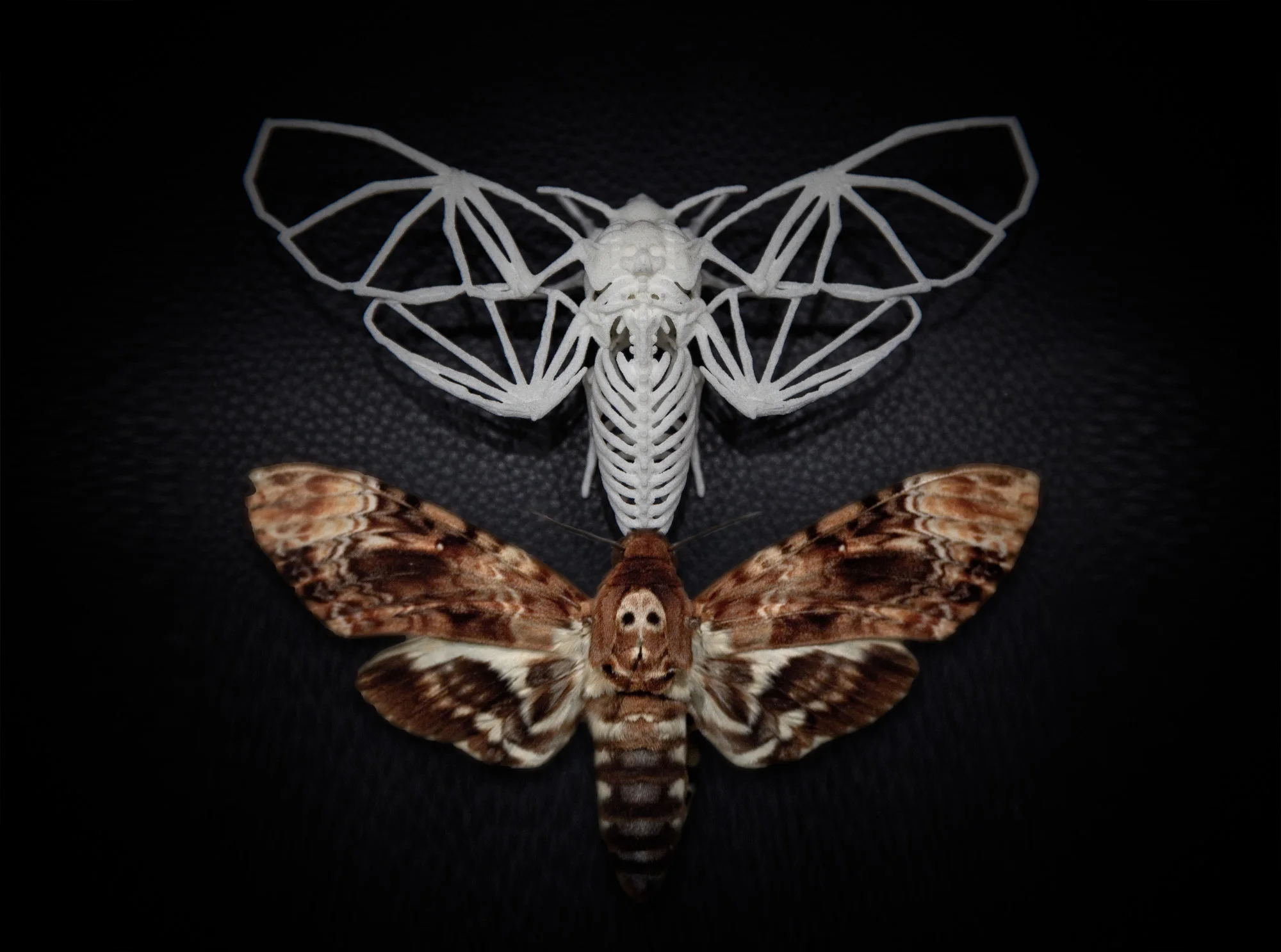 Death's Head Hawkmoth Skeleton - Double.jpg