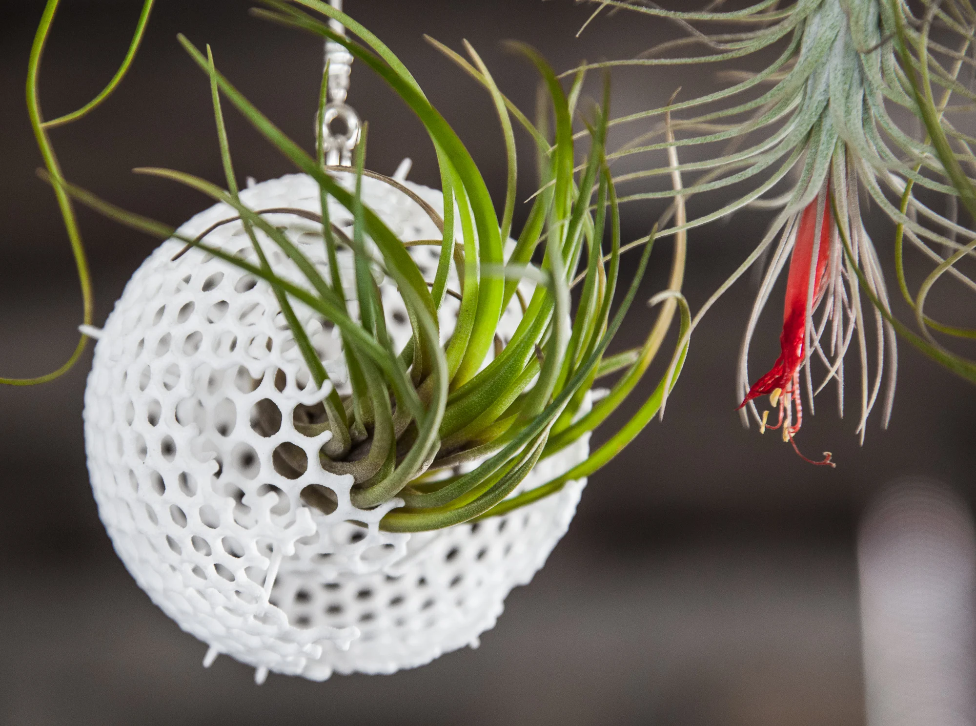 Radiolaria Geodesica - White - Hanging.jpg