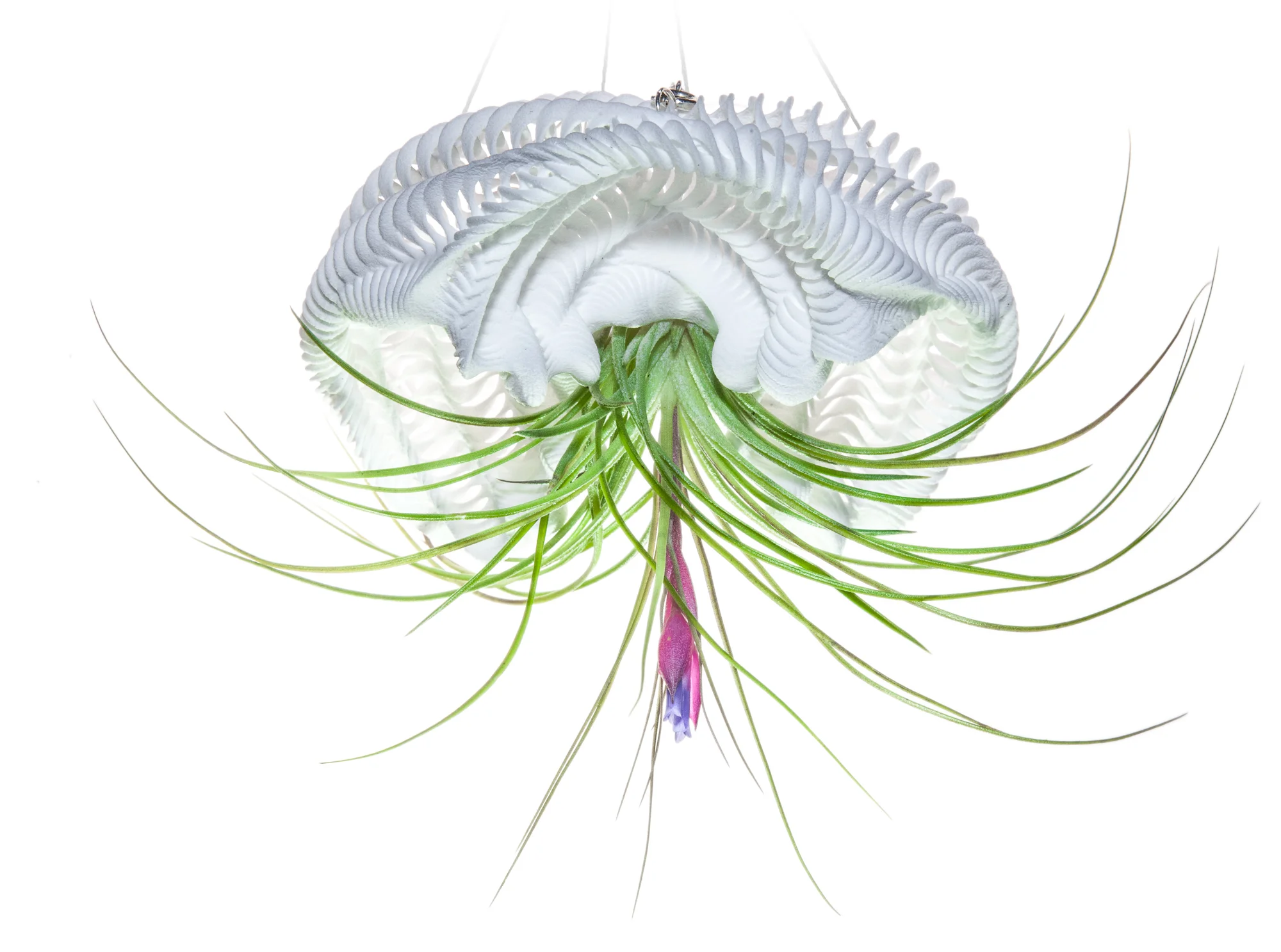 Ondulatus