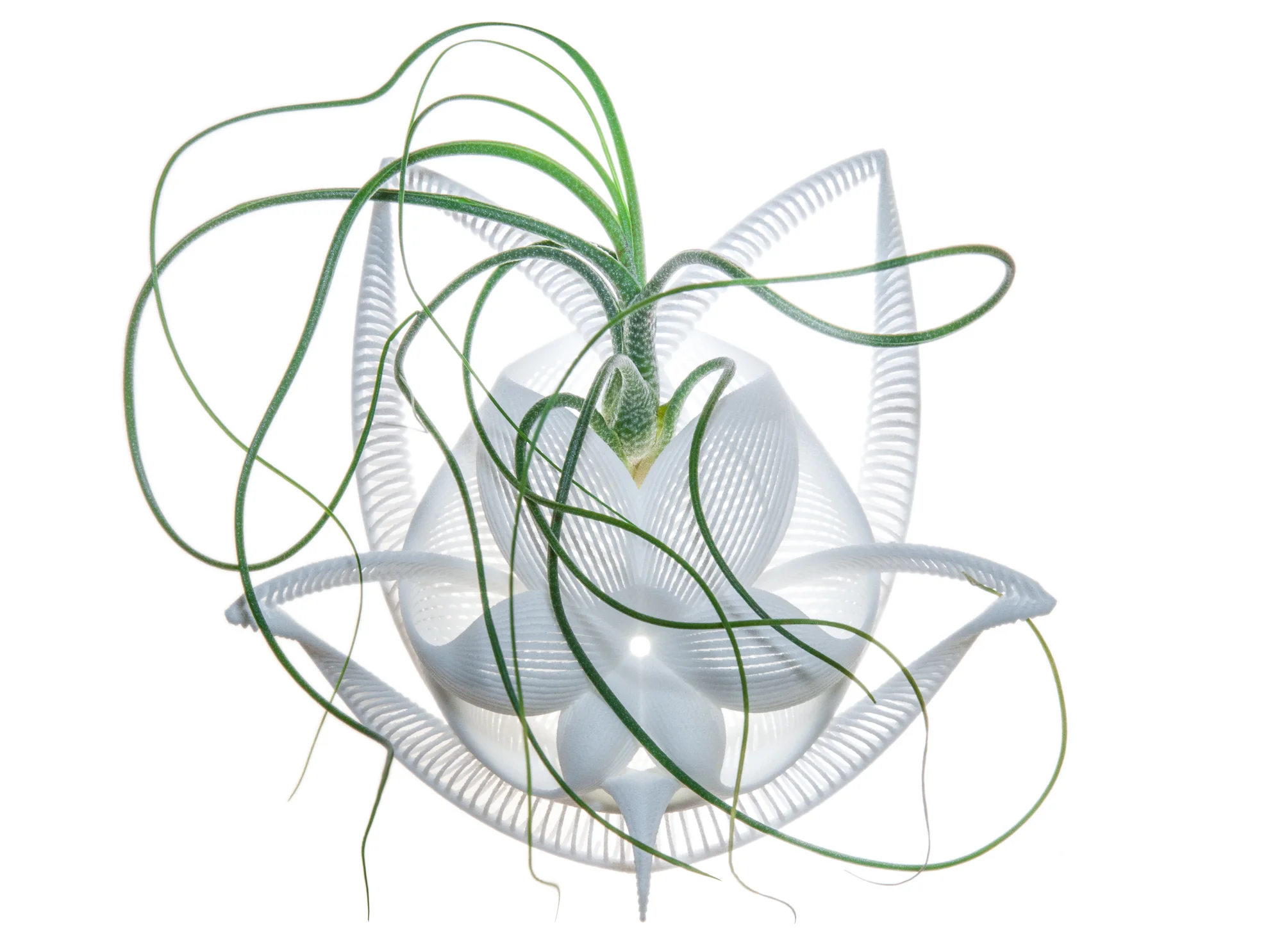 Gracilis