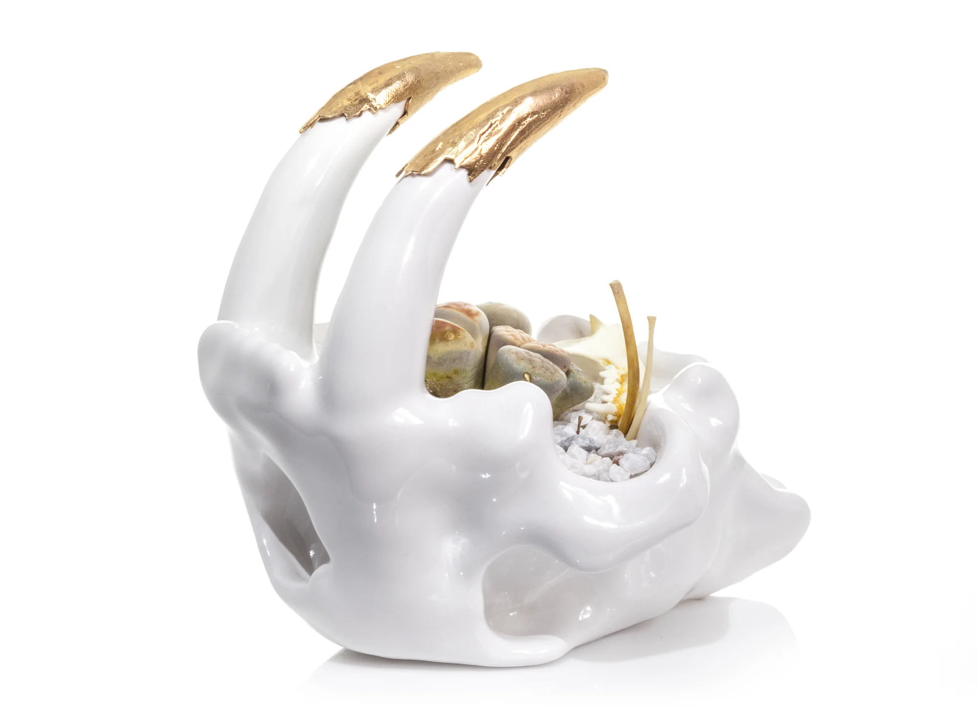 Smilodon Skull