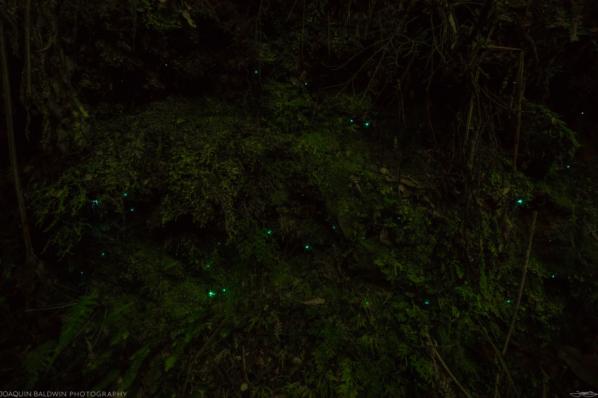 Cosmic Spores