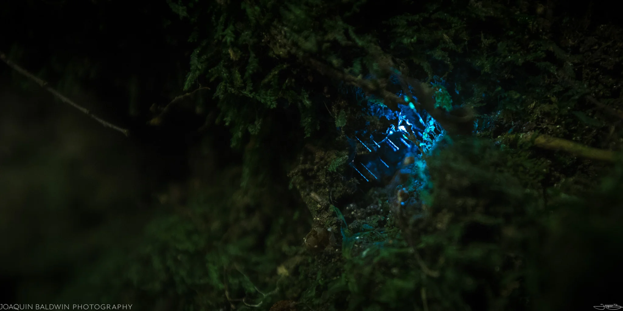 Protostar