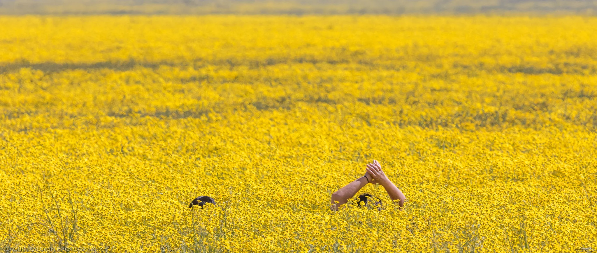 Golden Stretch