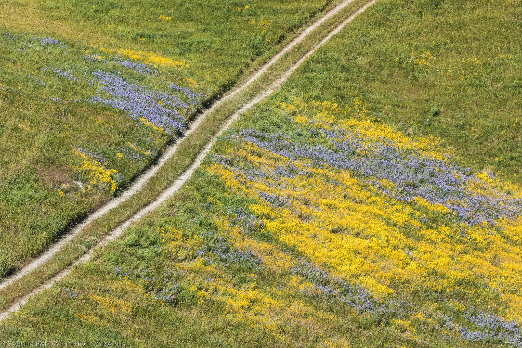 Flower Crossing