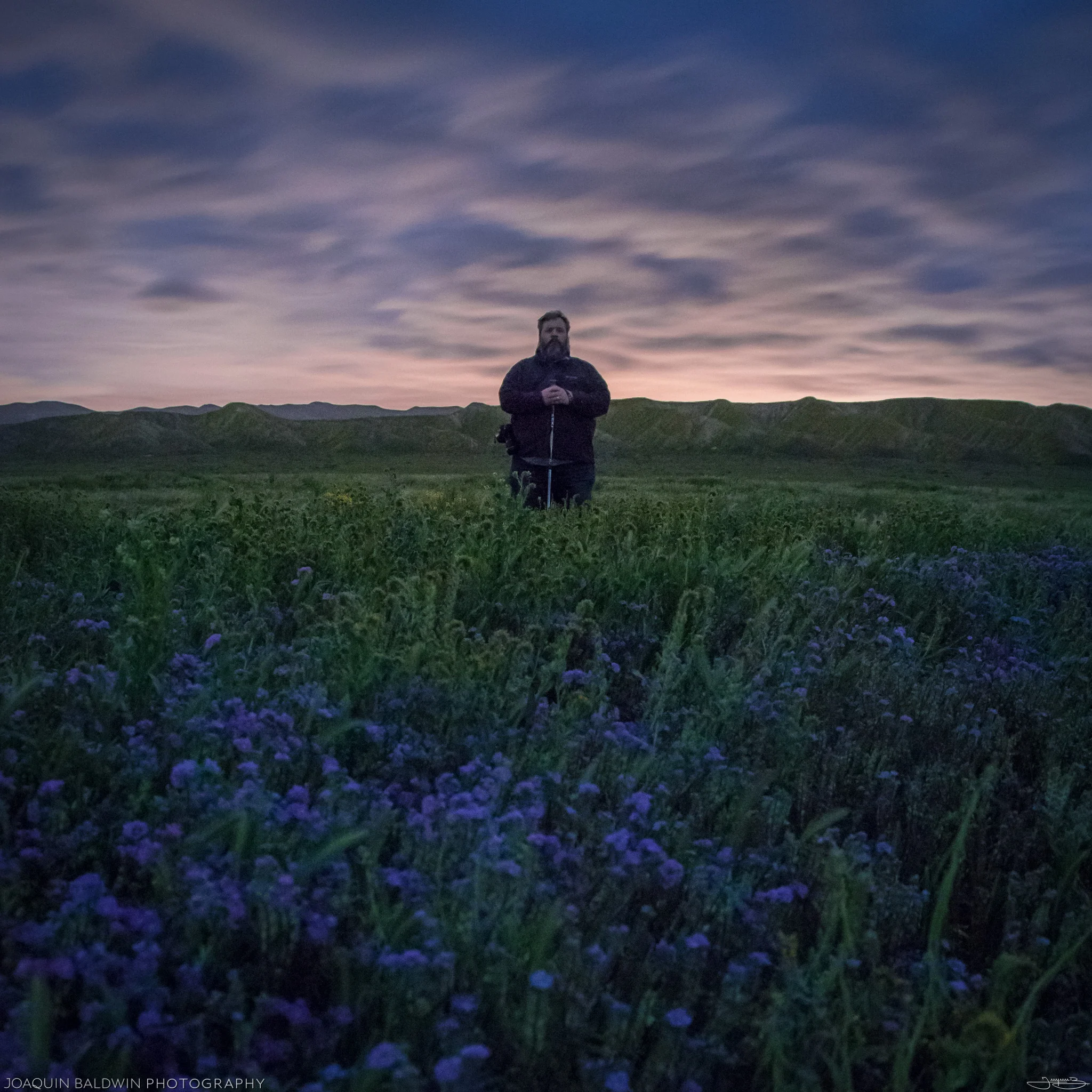 Sea of Phacelia at Midnight