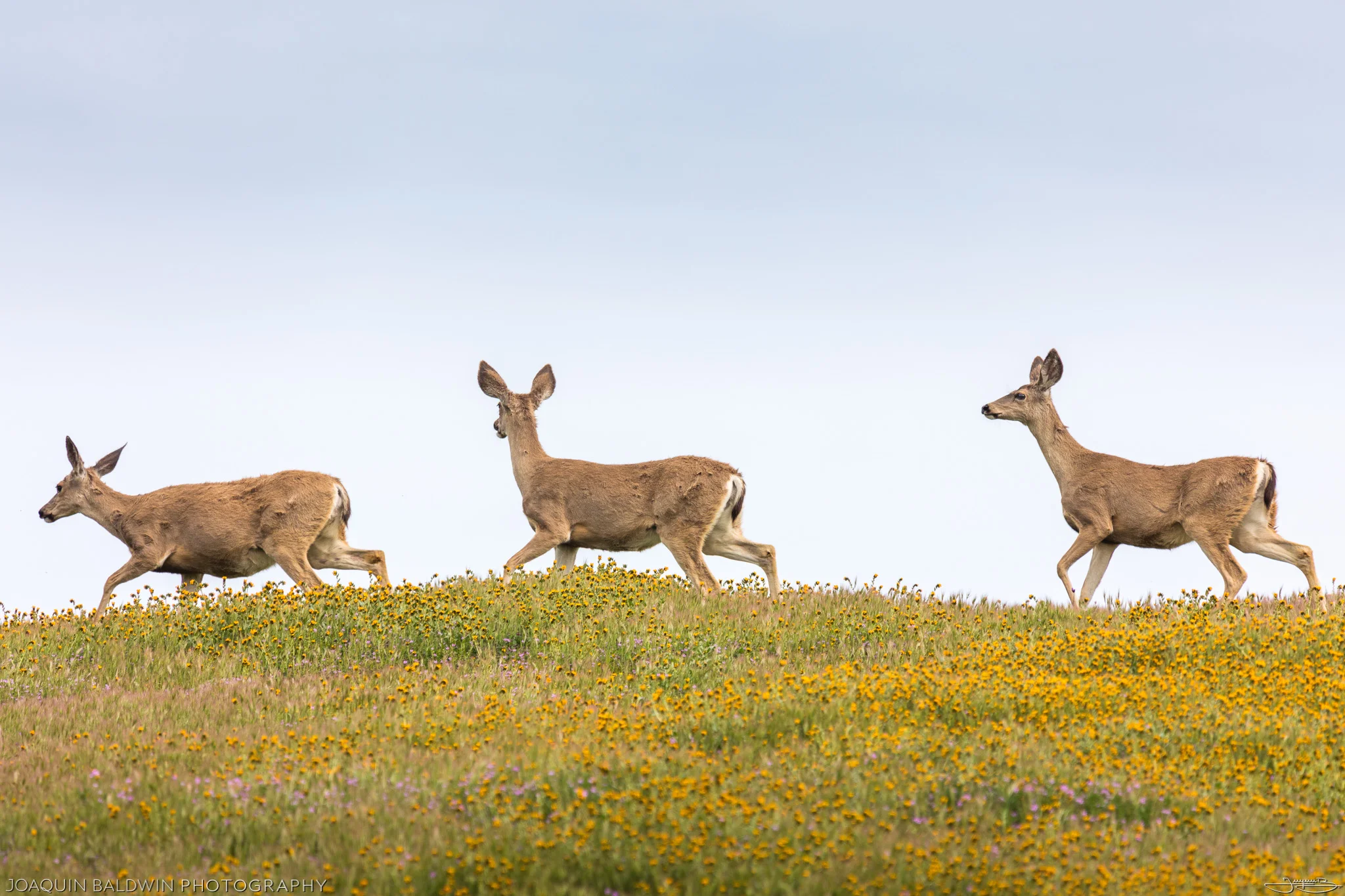Fiddleneck Deer
