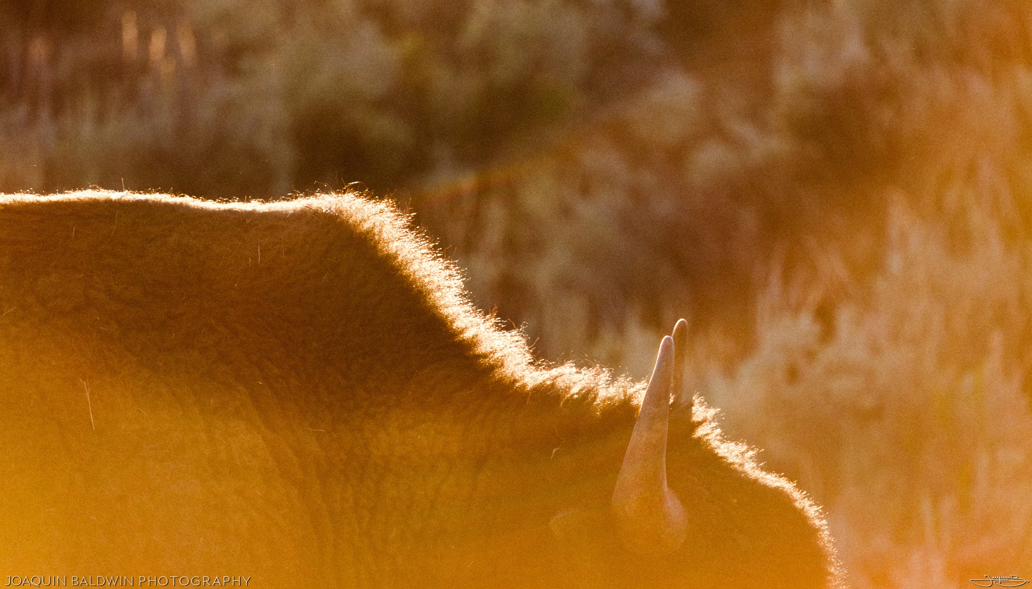 Fur Mountain