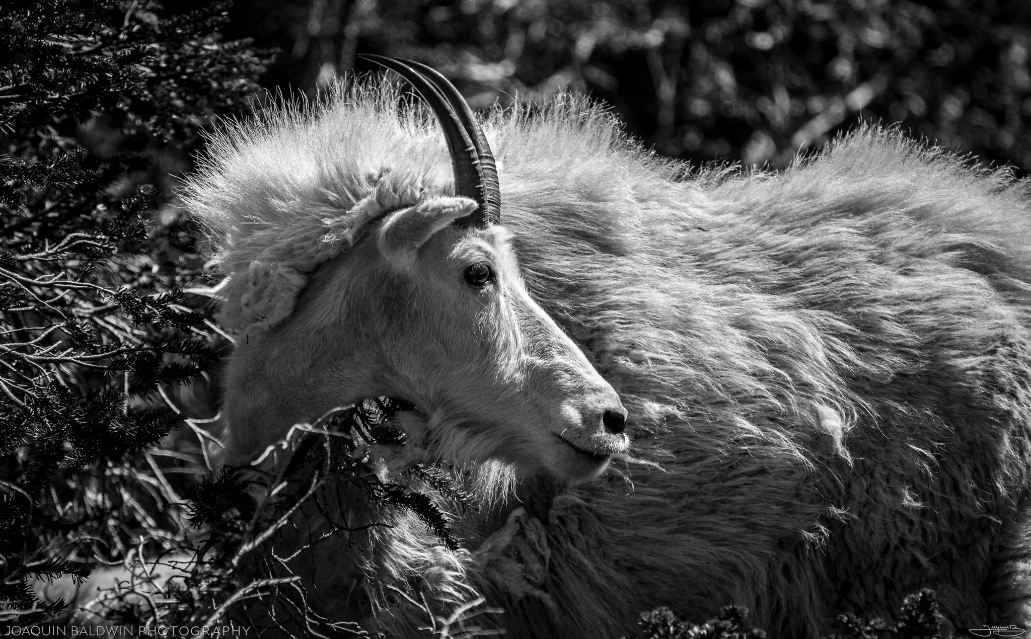Goat Fur