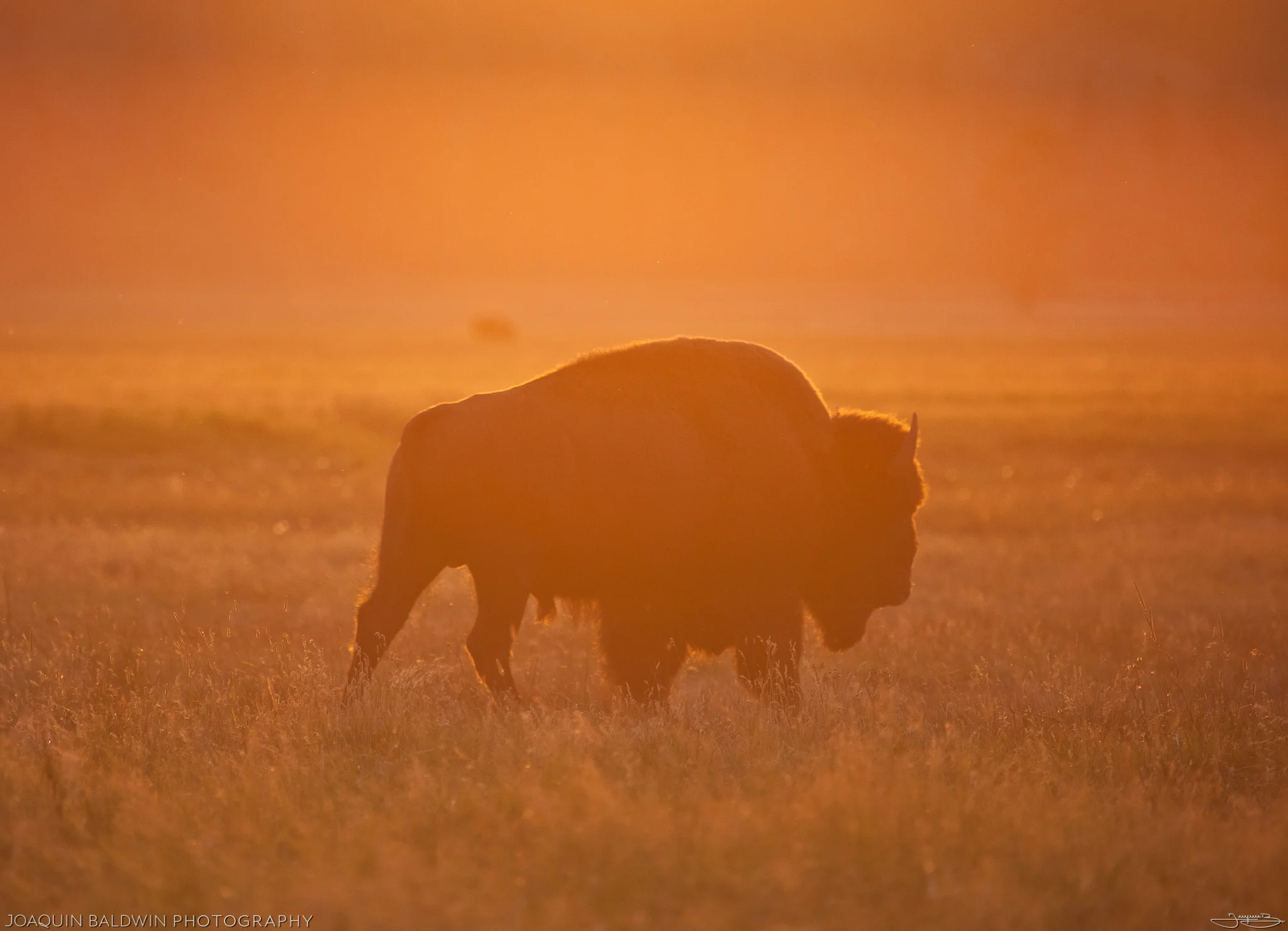 Golden Bison