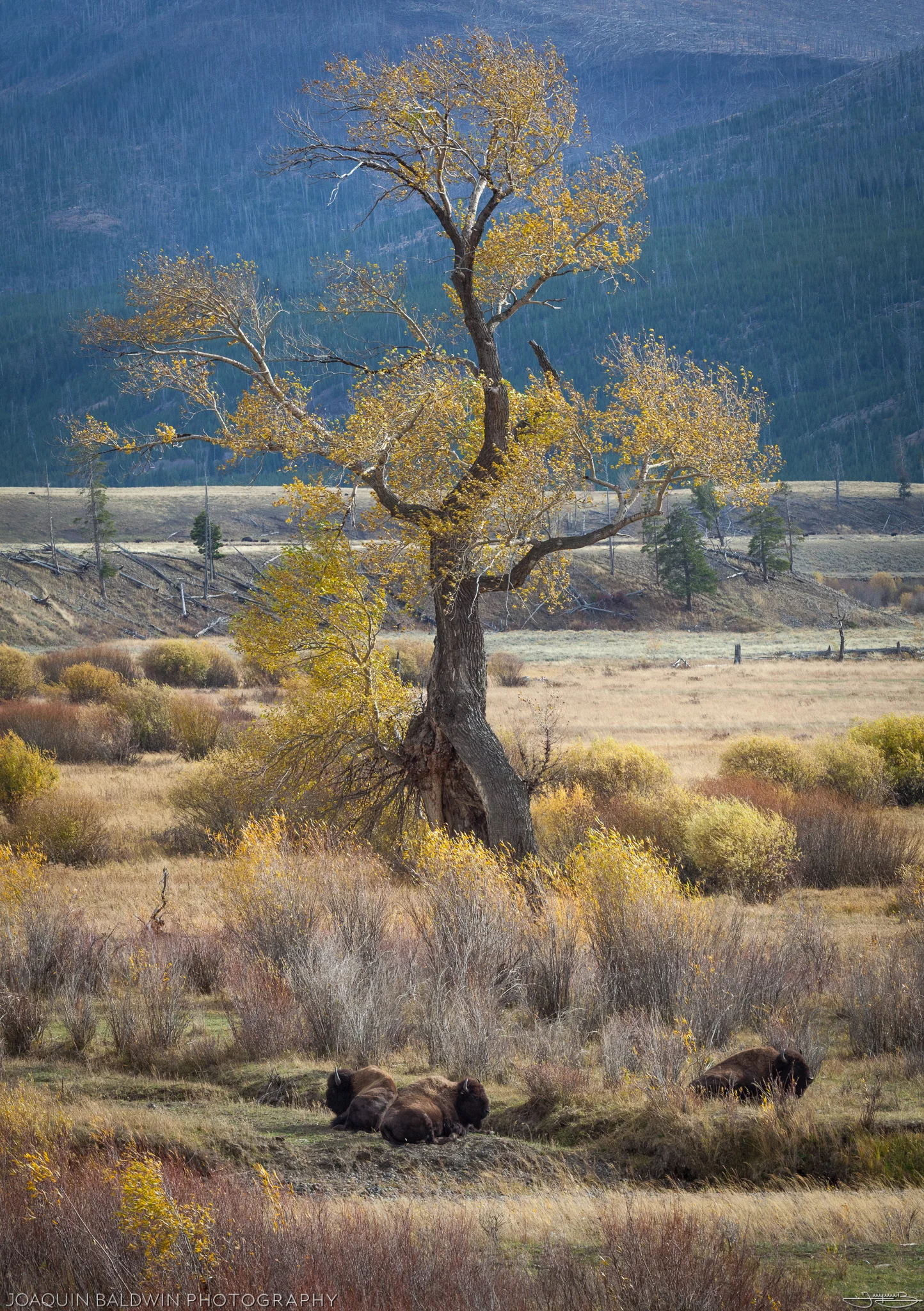 Golden Poplar of Lamar Valley