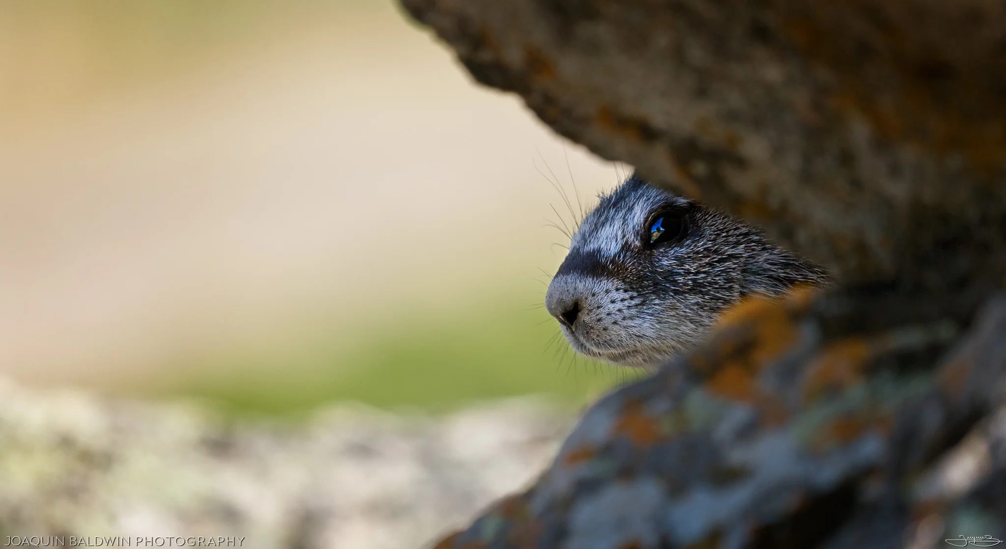 Marmot Triangle