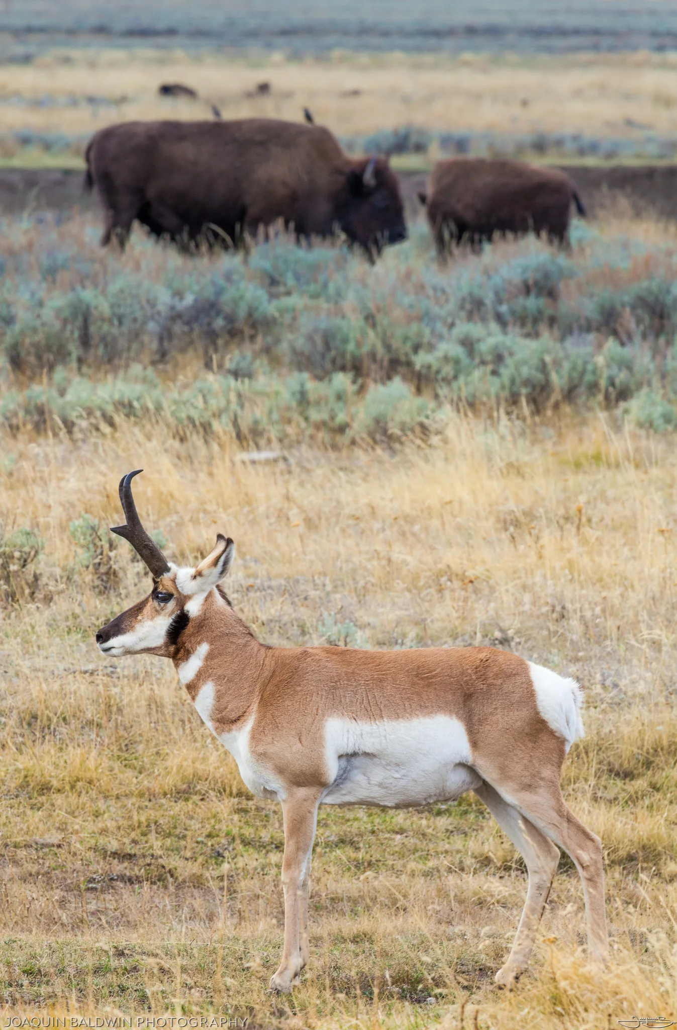 Pronghorn Profile