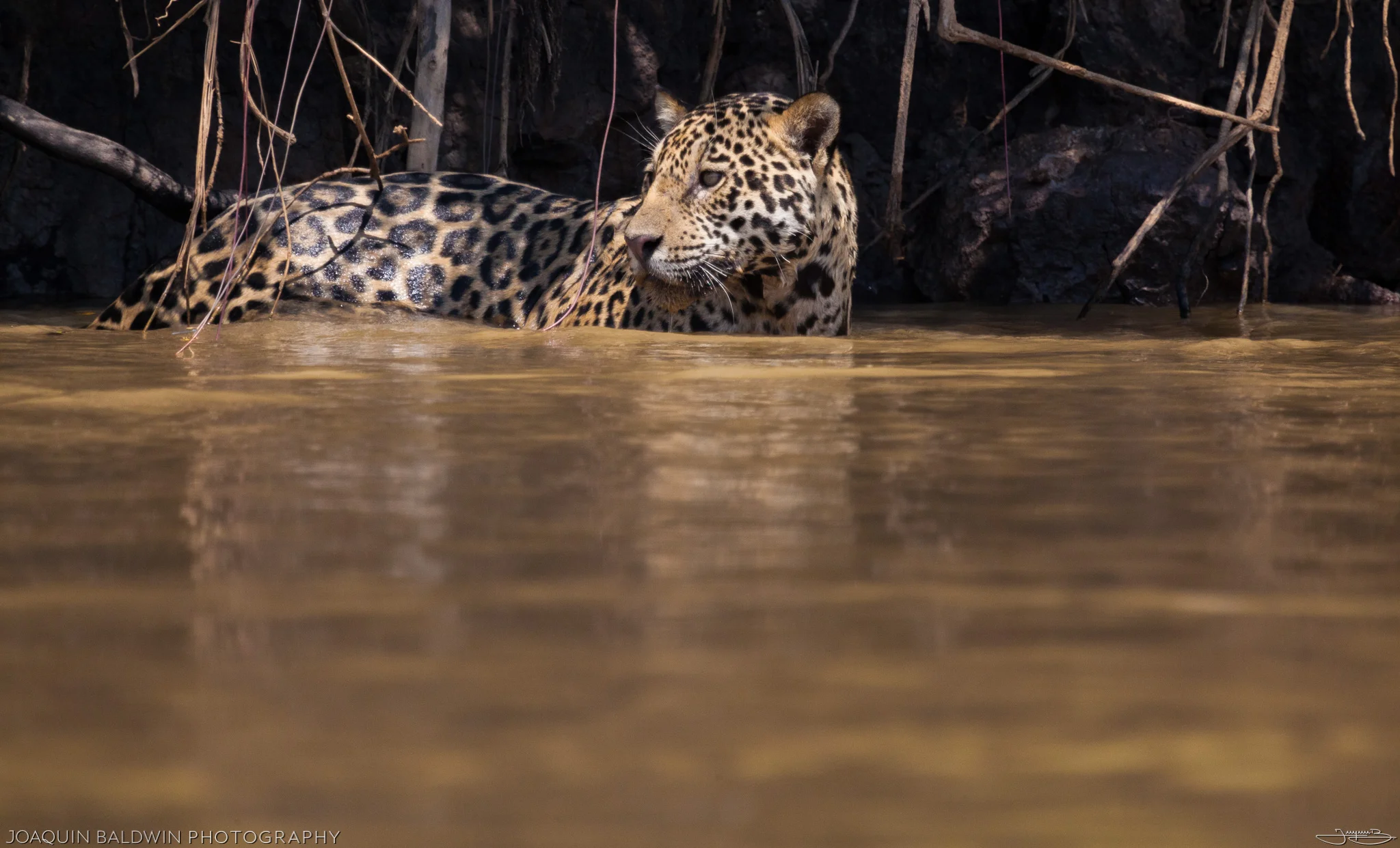 Wet Jaguar