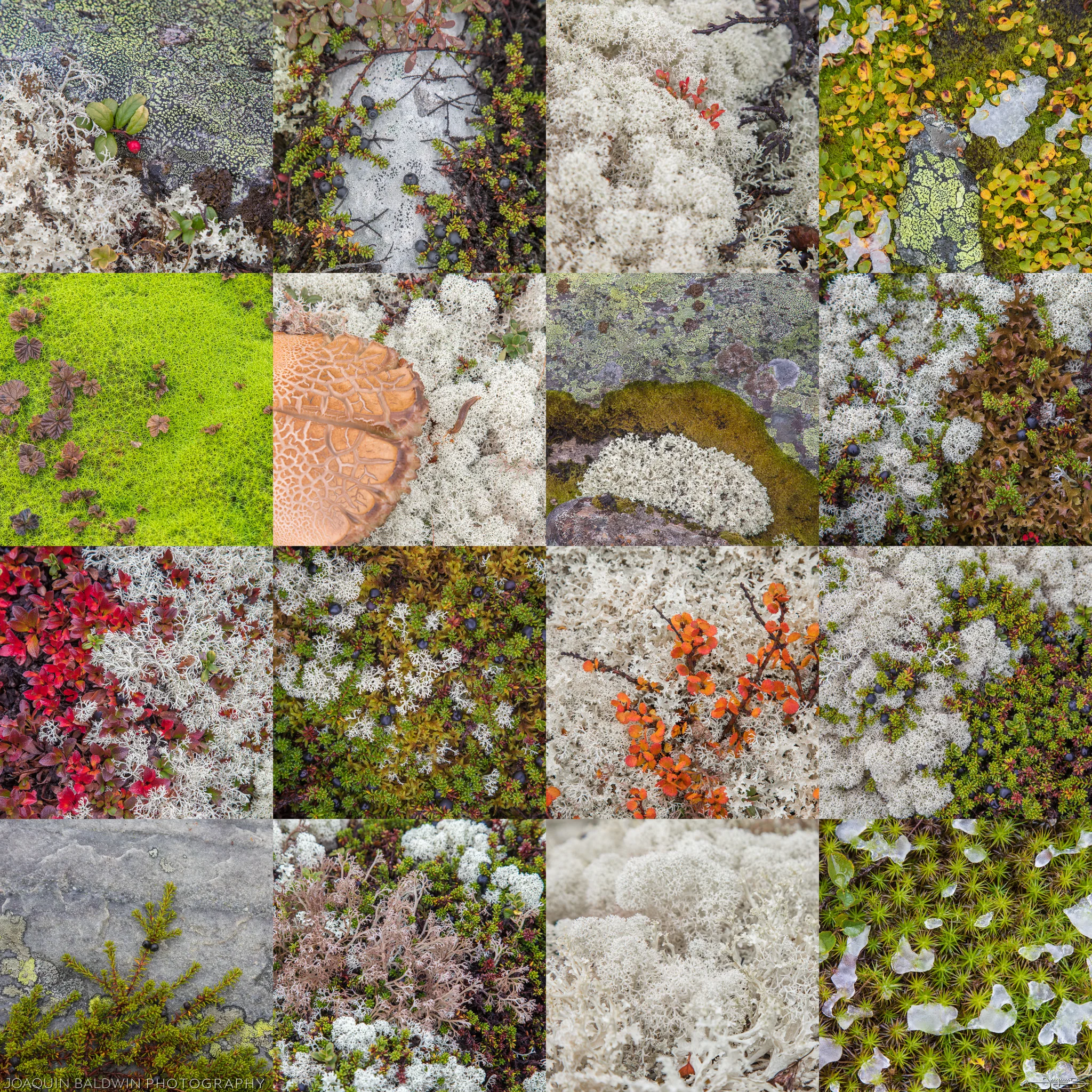 Lichens