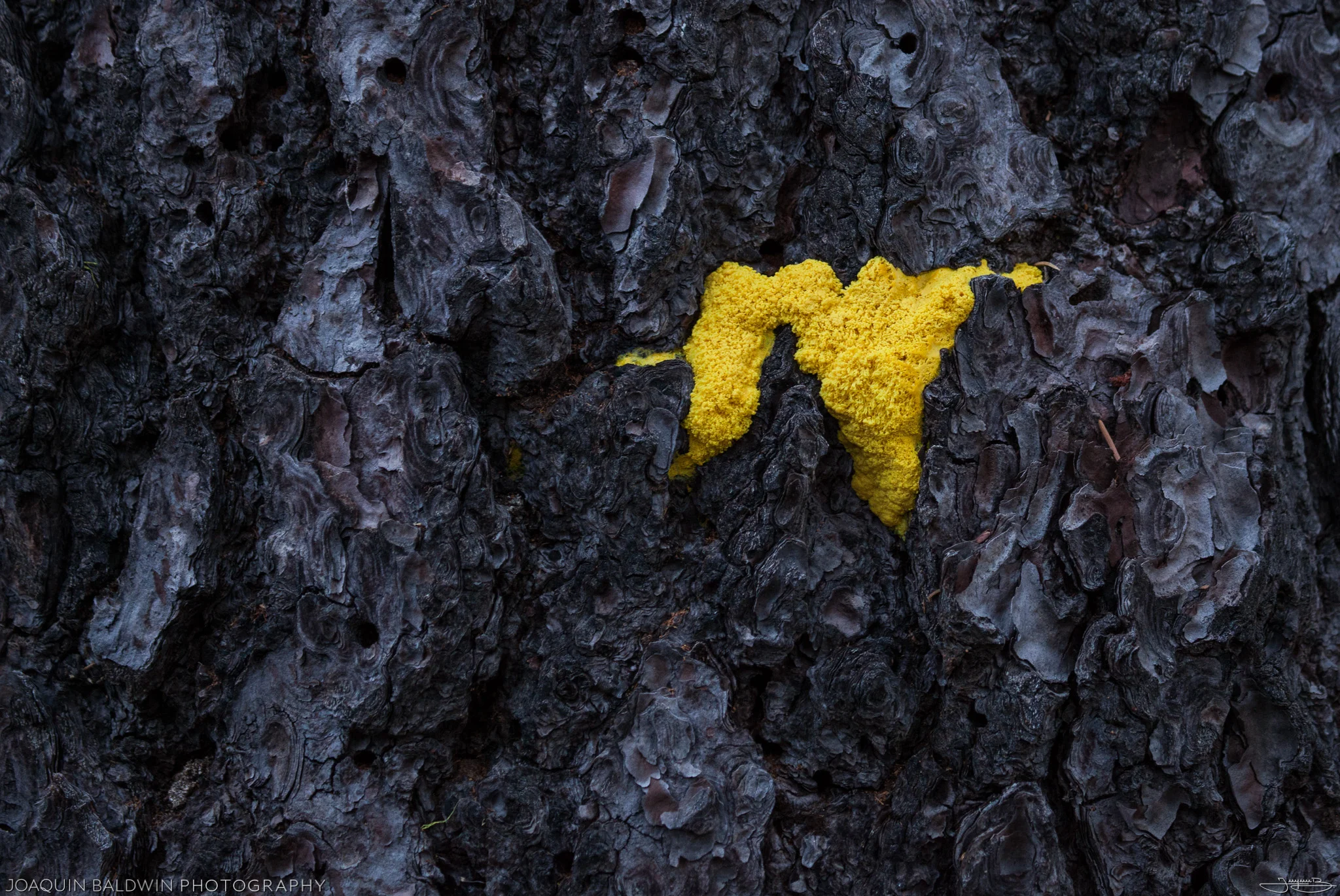 Yellow Fungus