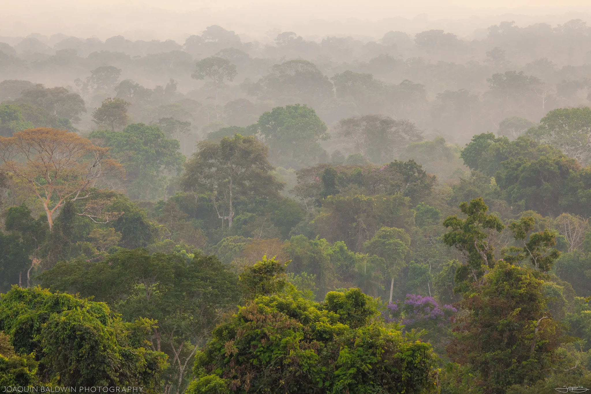 Alta Floresta Morning Fog
