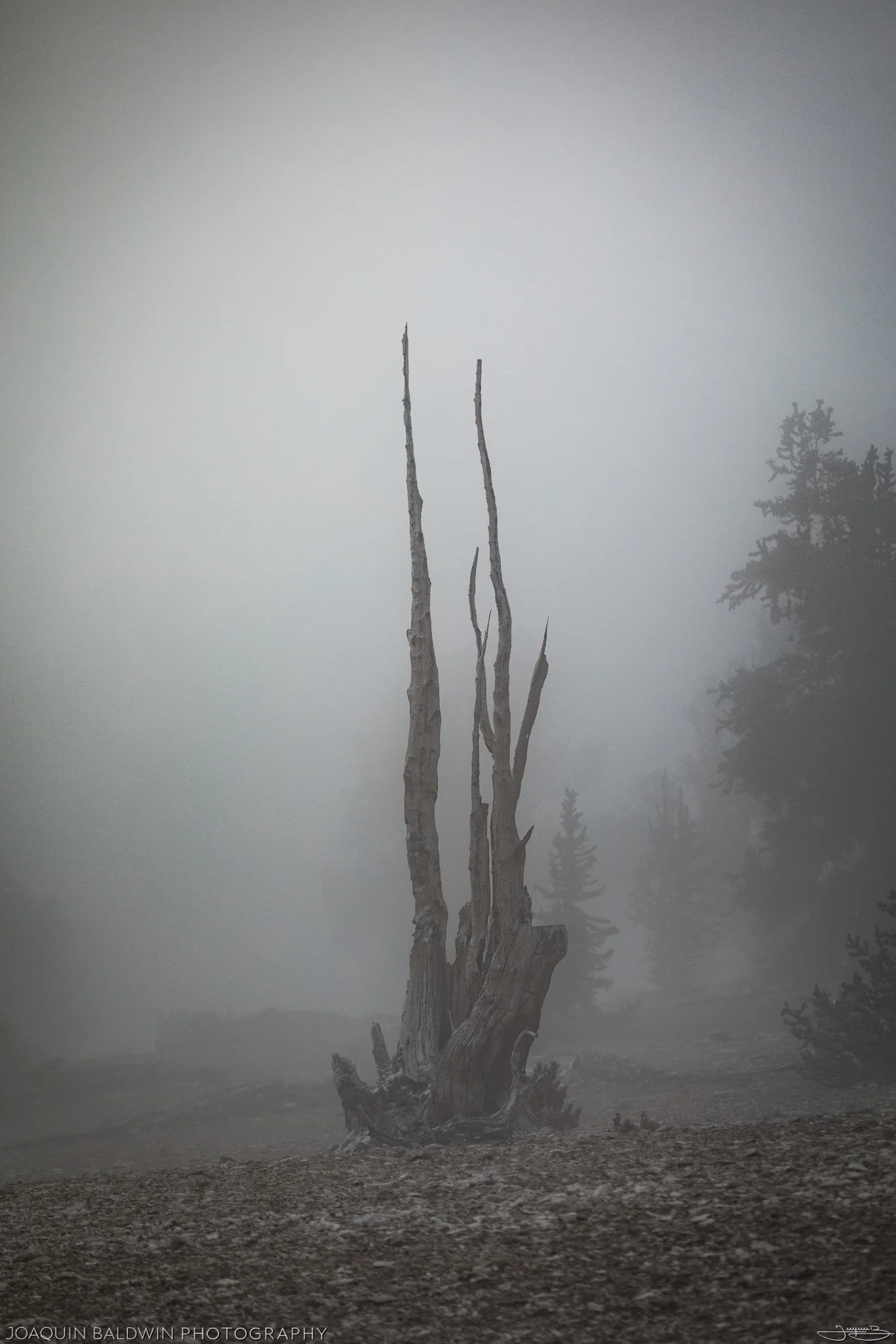 Bristlecone Tendrils