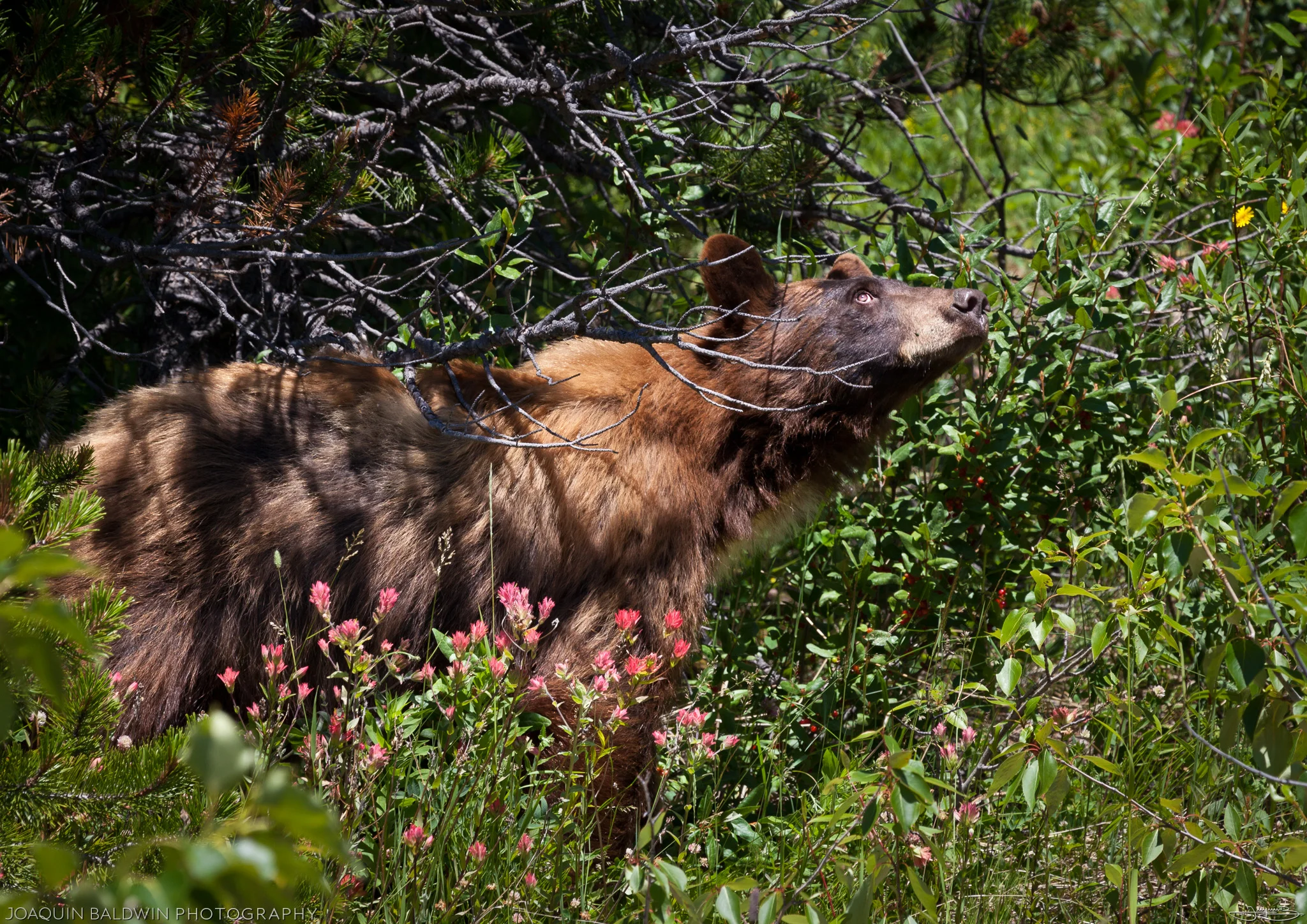 Cinnamon Bear