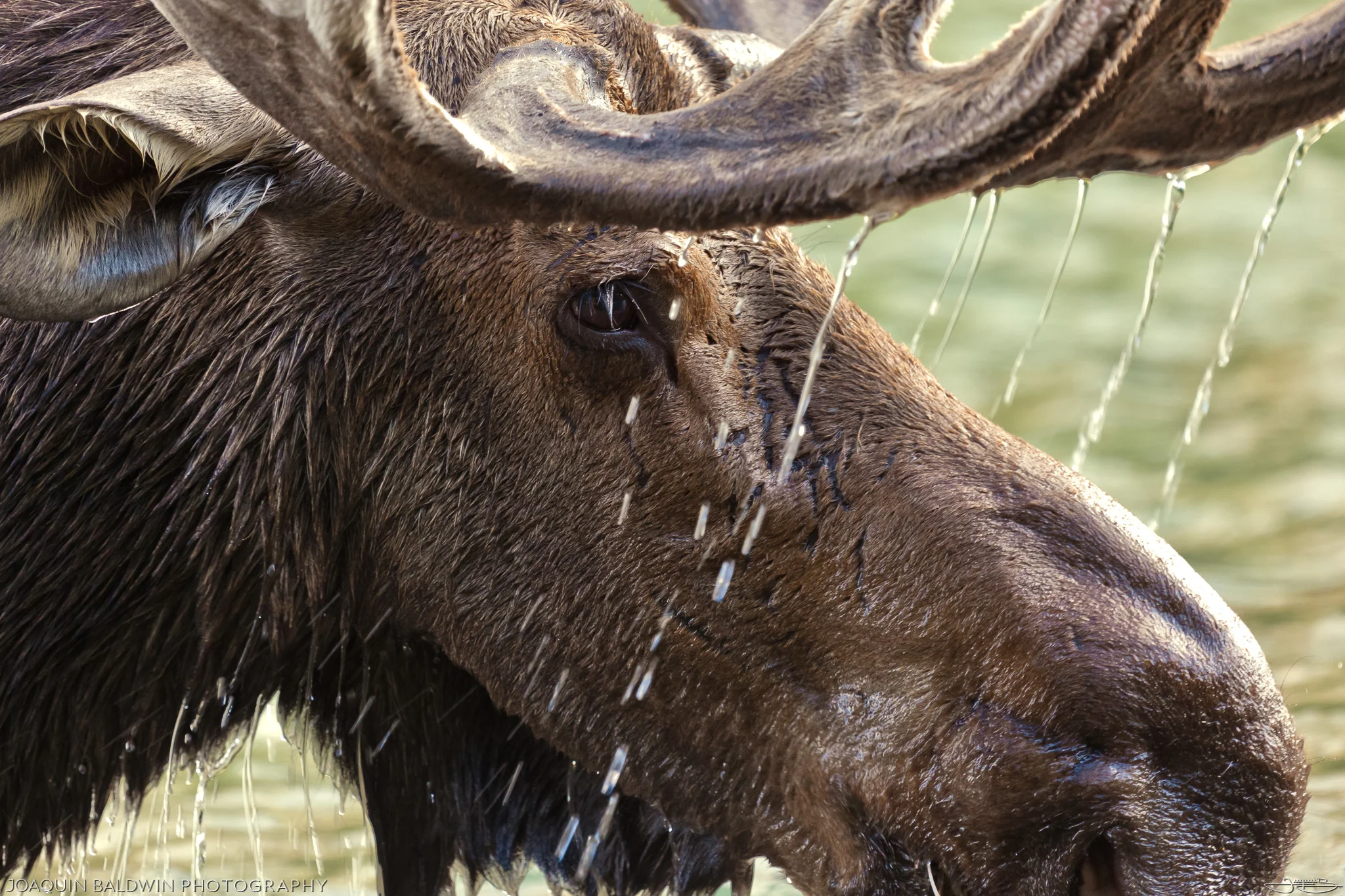 Dripping Moose
