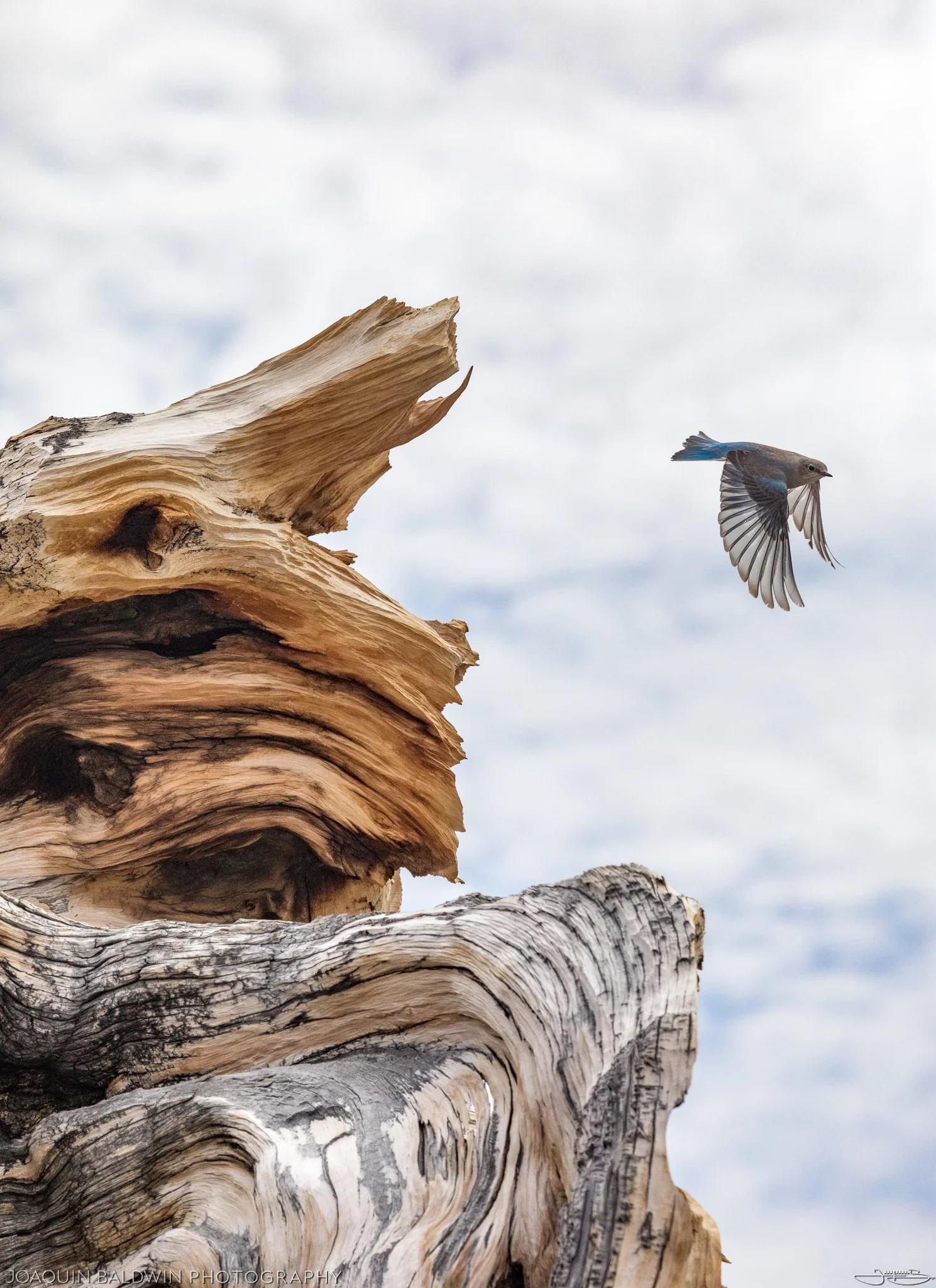 Bristlecone Dive