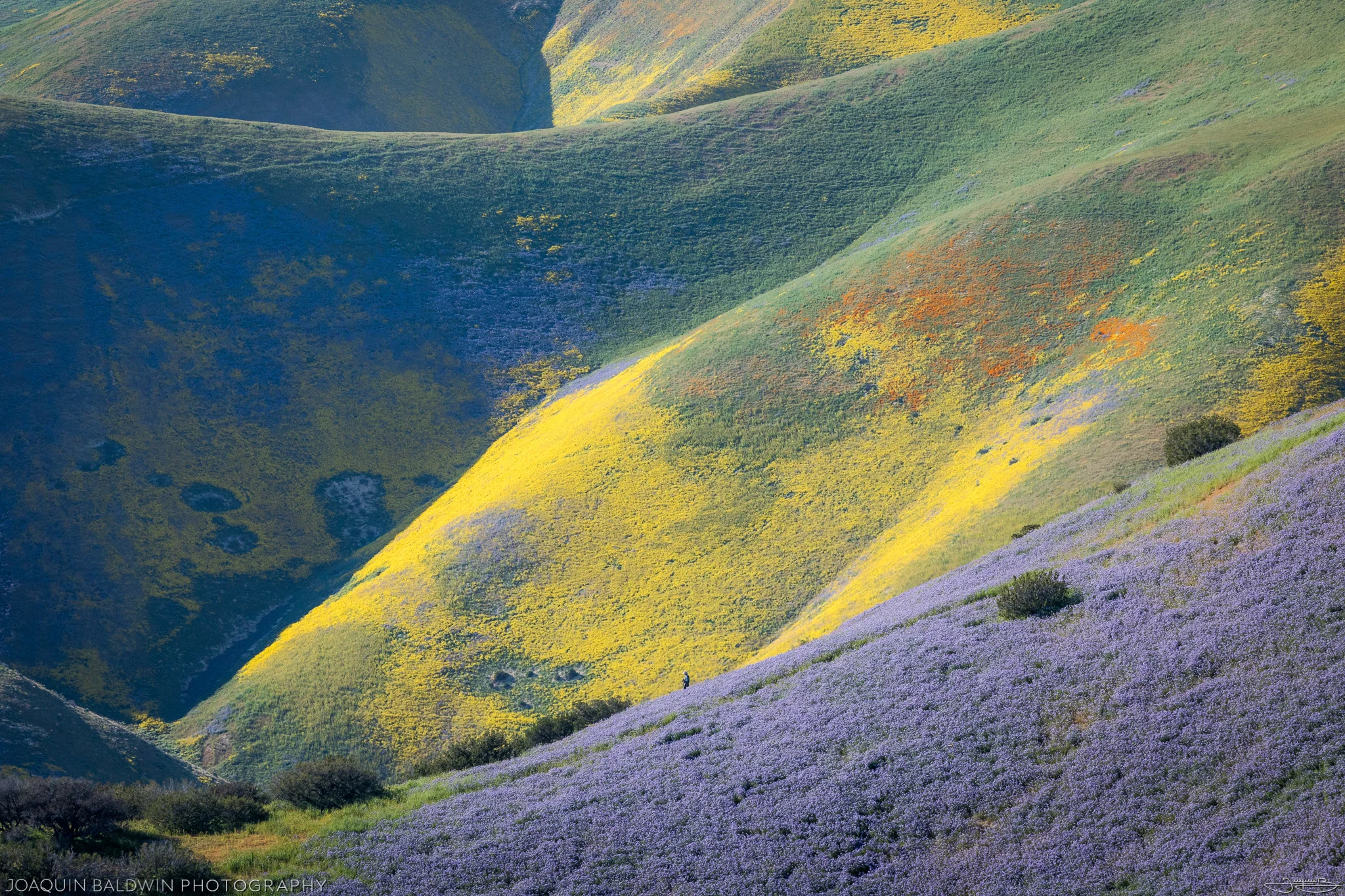 Rolling Hues