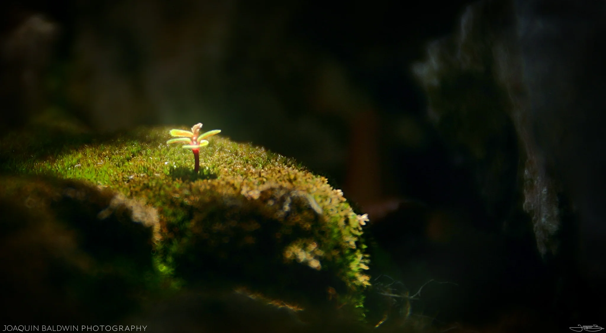 Sprout of Life