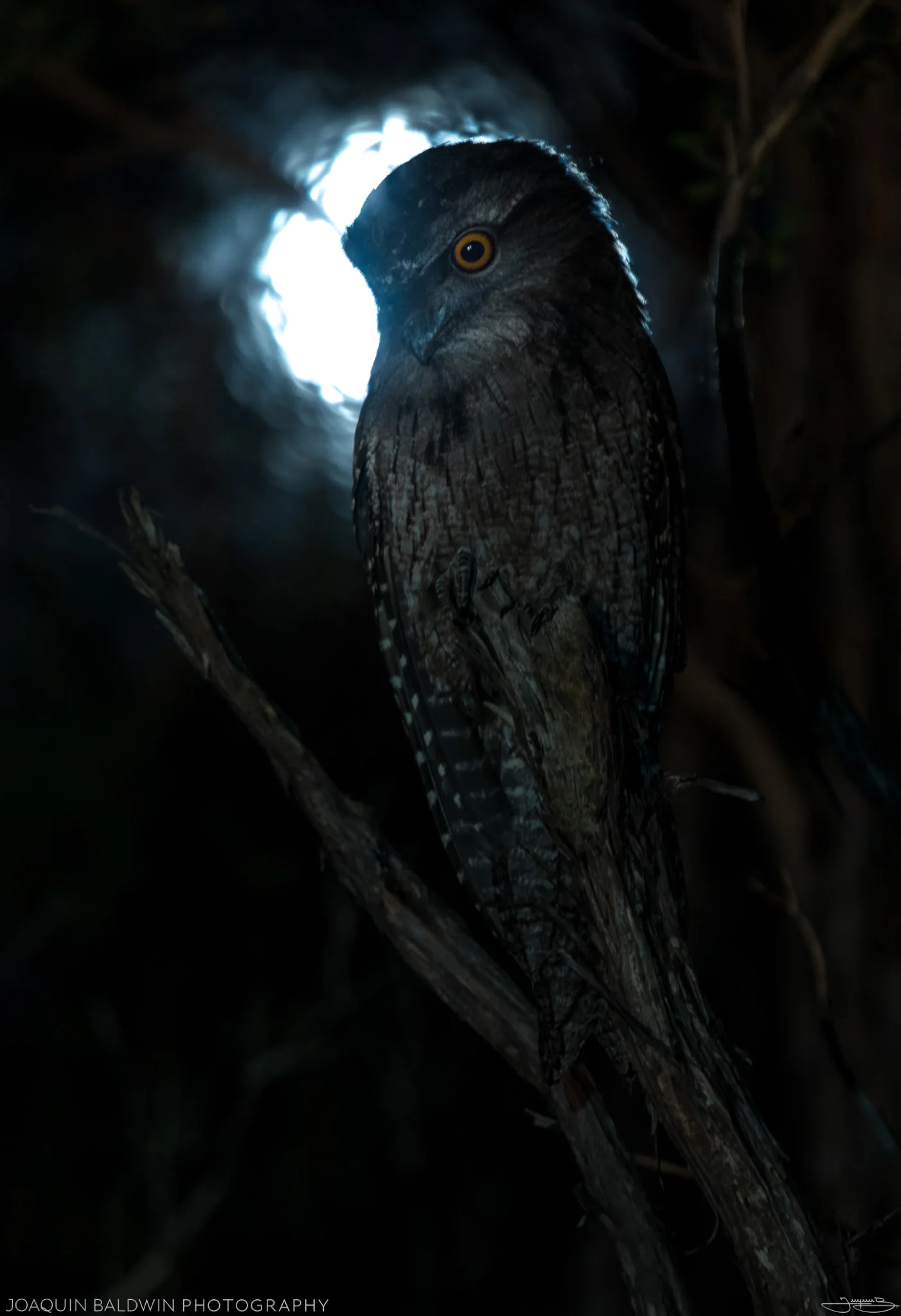 Sentinel