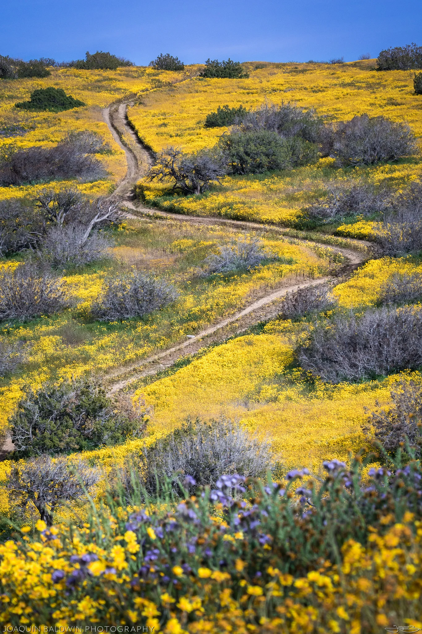 Yellow Brick Road