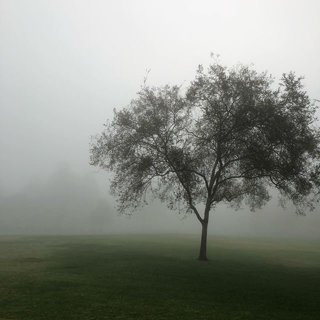Foggy morning #fog #foggymorning #tree #shotoniphone