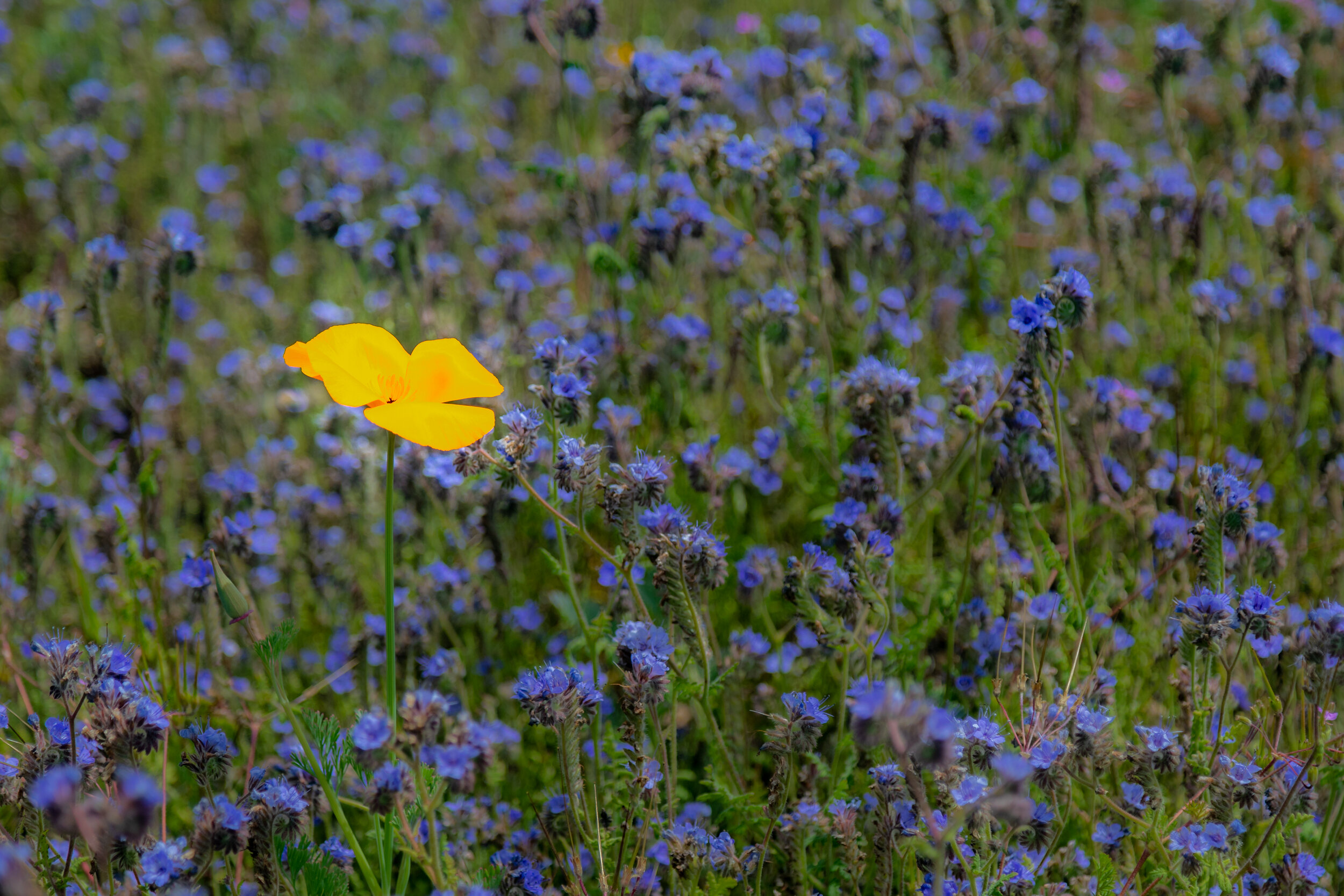 Oak Glen Preserve_20190518_0201.jpg