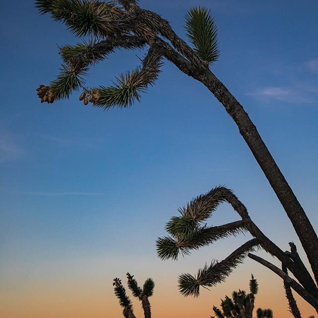 Wily Coyote finally gets the upper hand on the Roadrunner #mojavenationalpreserve  #mojavedesert #california #nationalparks #findyourpark #optoutside #joshuatree #joshuatreeshapes #canonusa #nppe