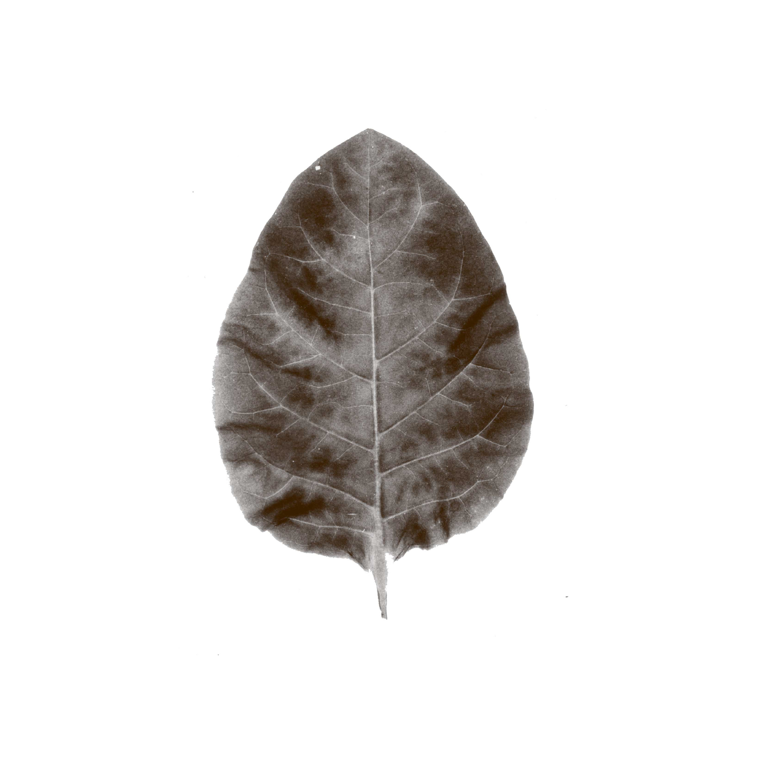 tobacco leaf.jpg