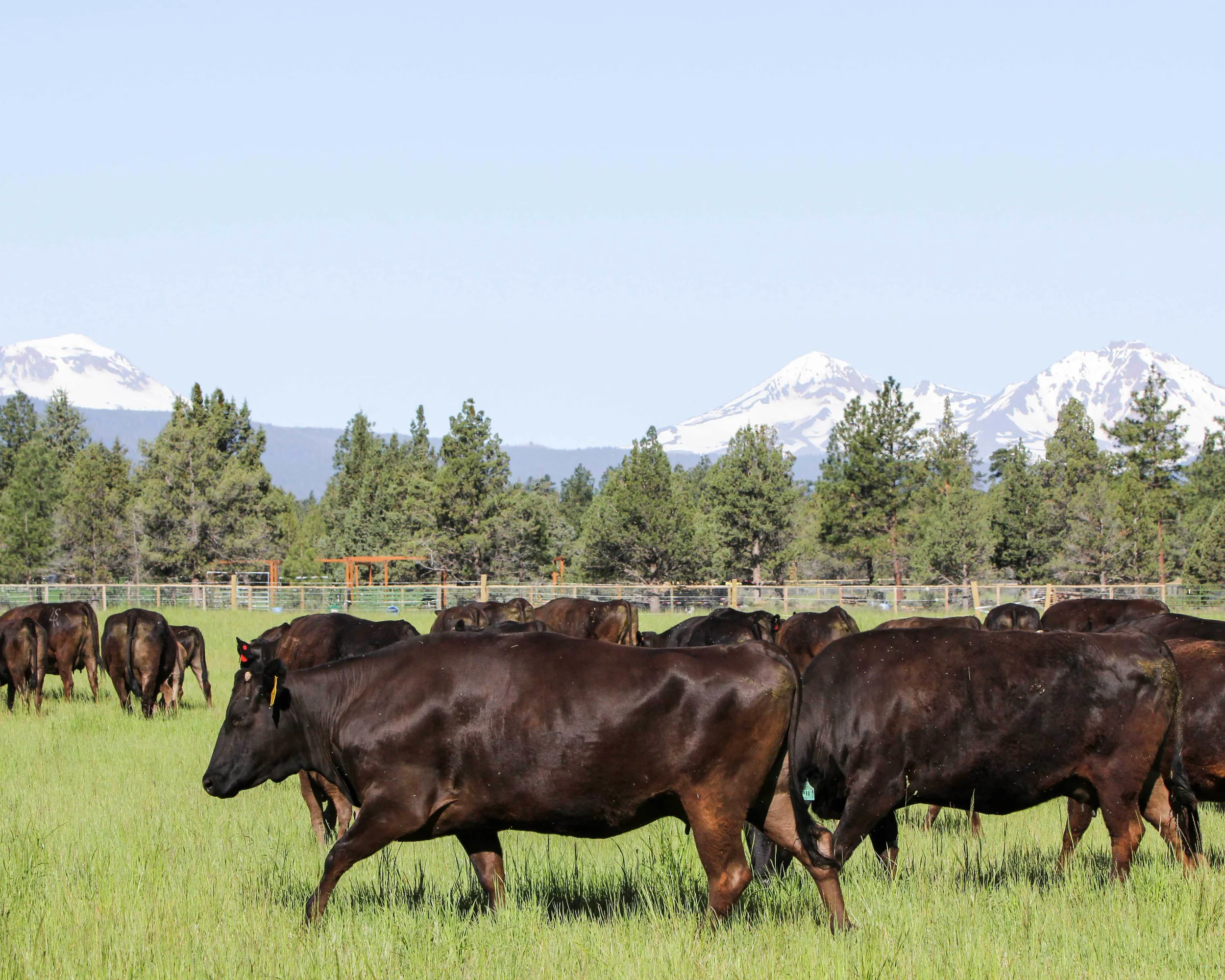 wagyu-beef-bend.jpg