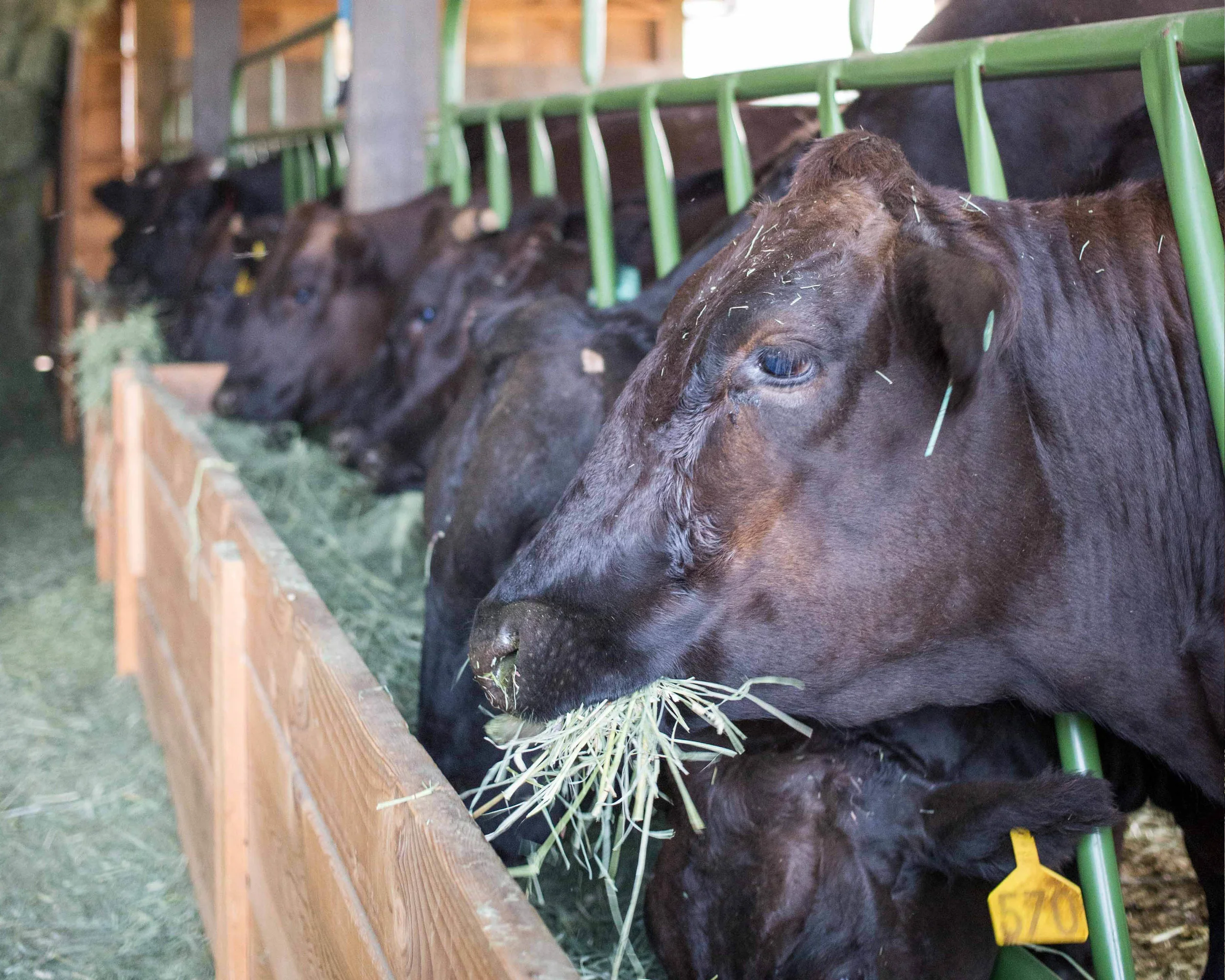 local-hay.jpg