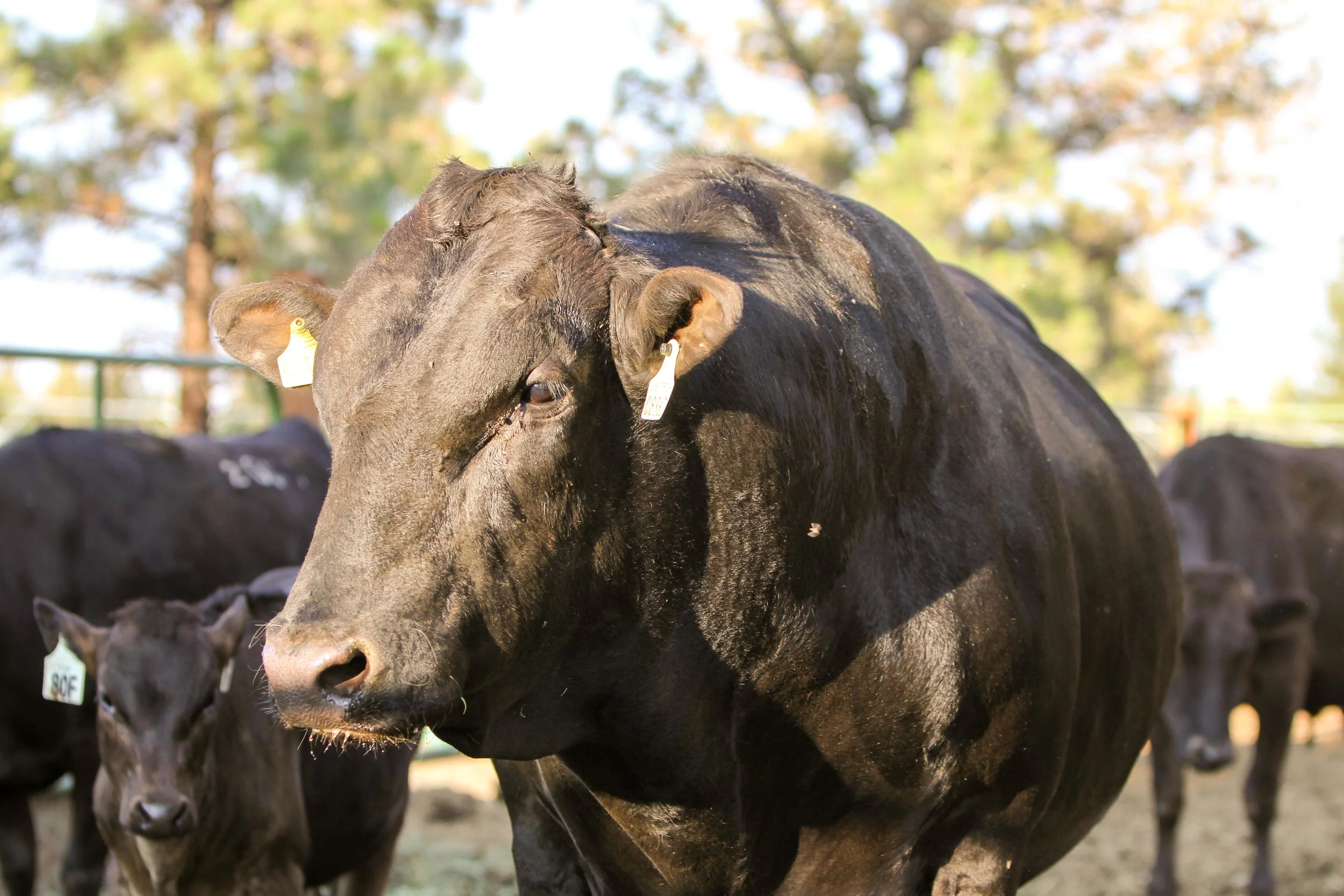 brief history of wagyu.jpg