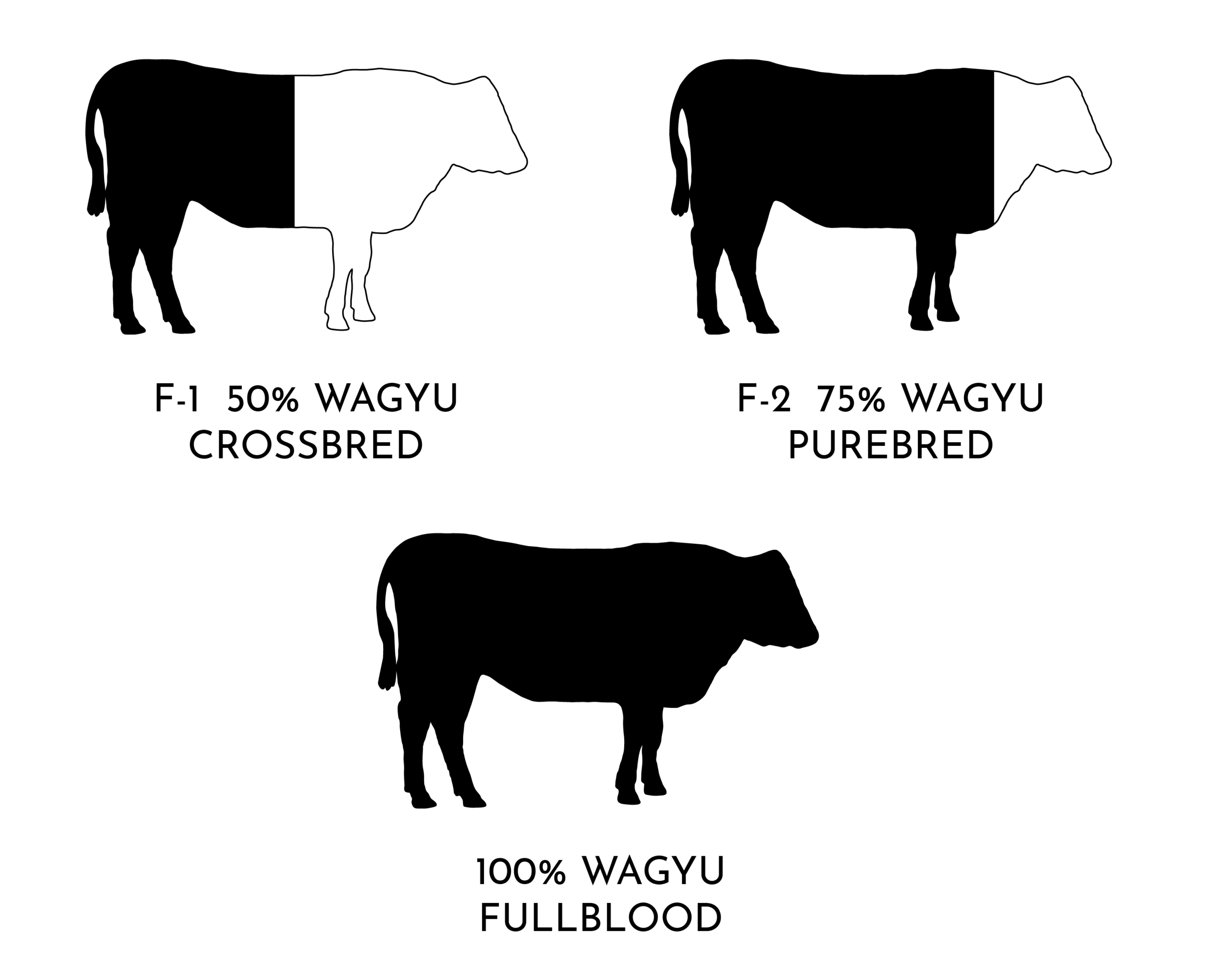 fullblood diagram-01.png