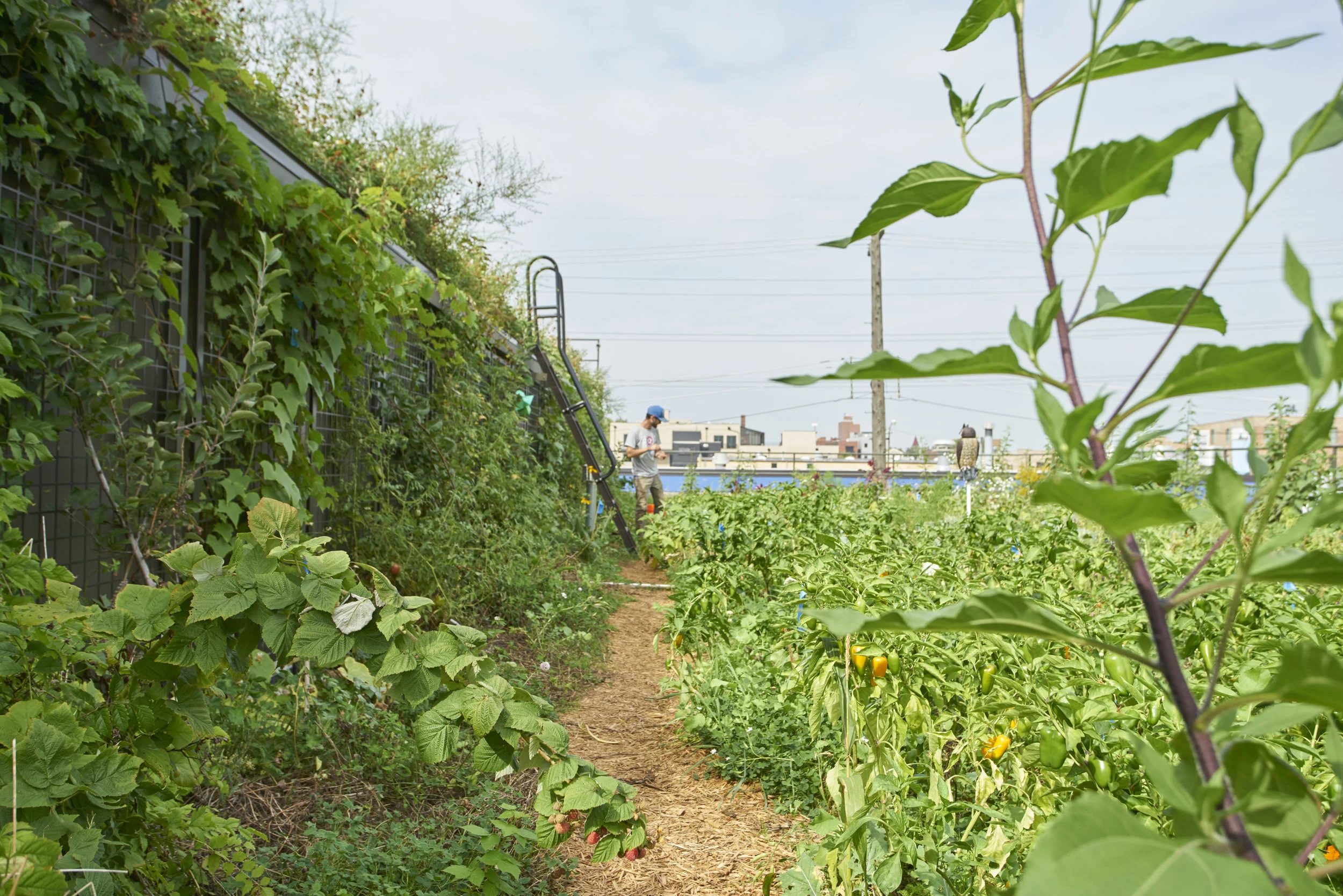 First-level of Rooftop Farm.jpg