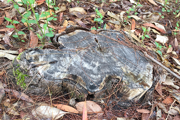 5 Reasons Why You Should Get That Tree Stump Removed King Stump Removal Wollongong Tree Stump Removal