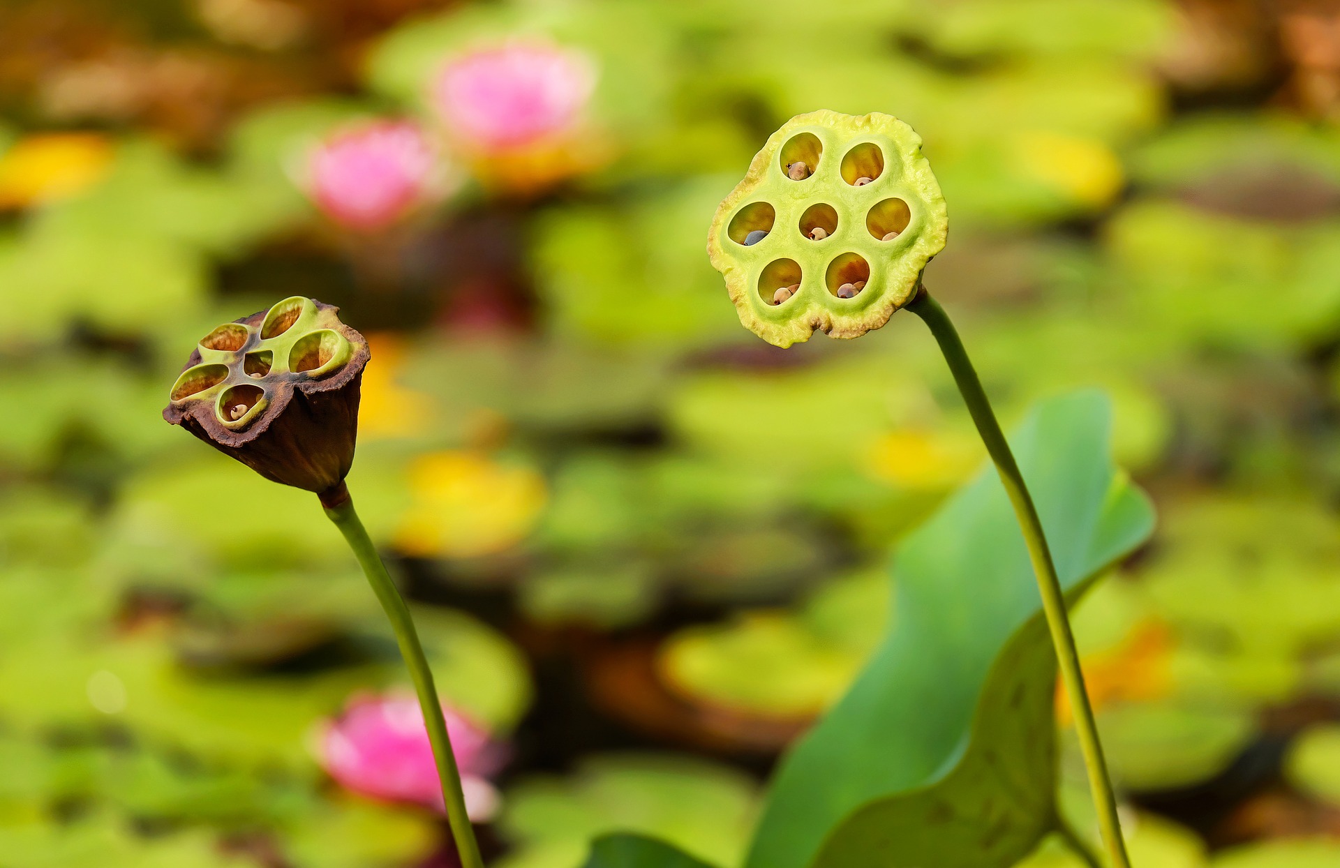 lotus-flower-1629225_1920.jpg