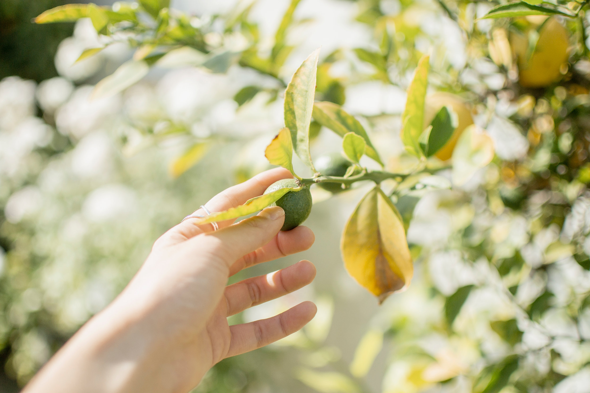How to get the best yield from your fruit trees this season