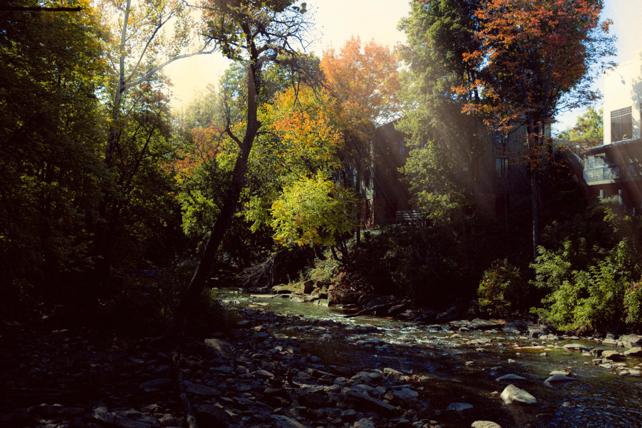 BRRI5611-Edit.jpg