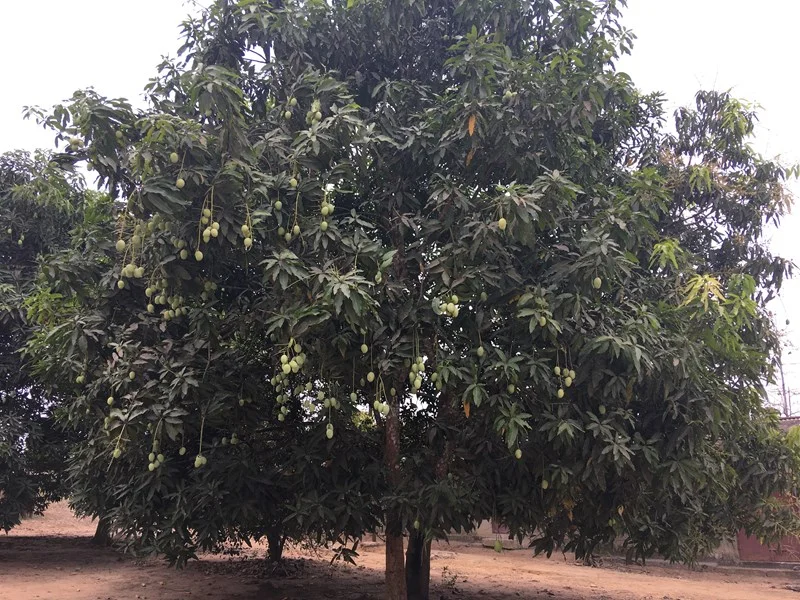 Under the Mango Tree