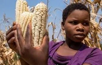 corn-2.jpg