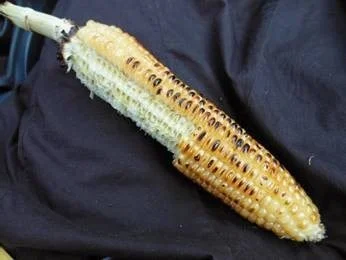 corn.jpg